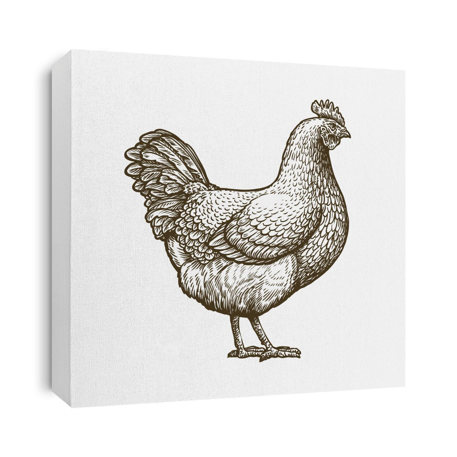 Chicken hand drawn. Hen standing side view. Farm animal sketch illustration