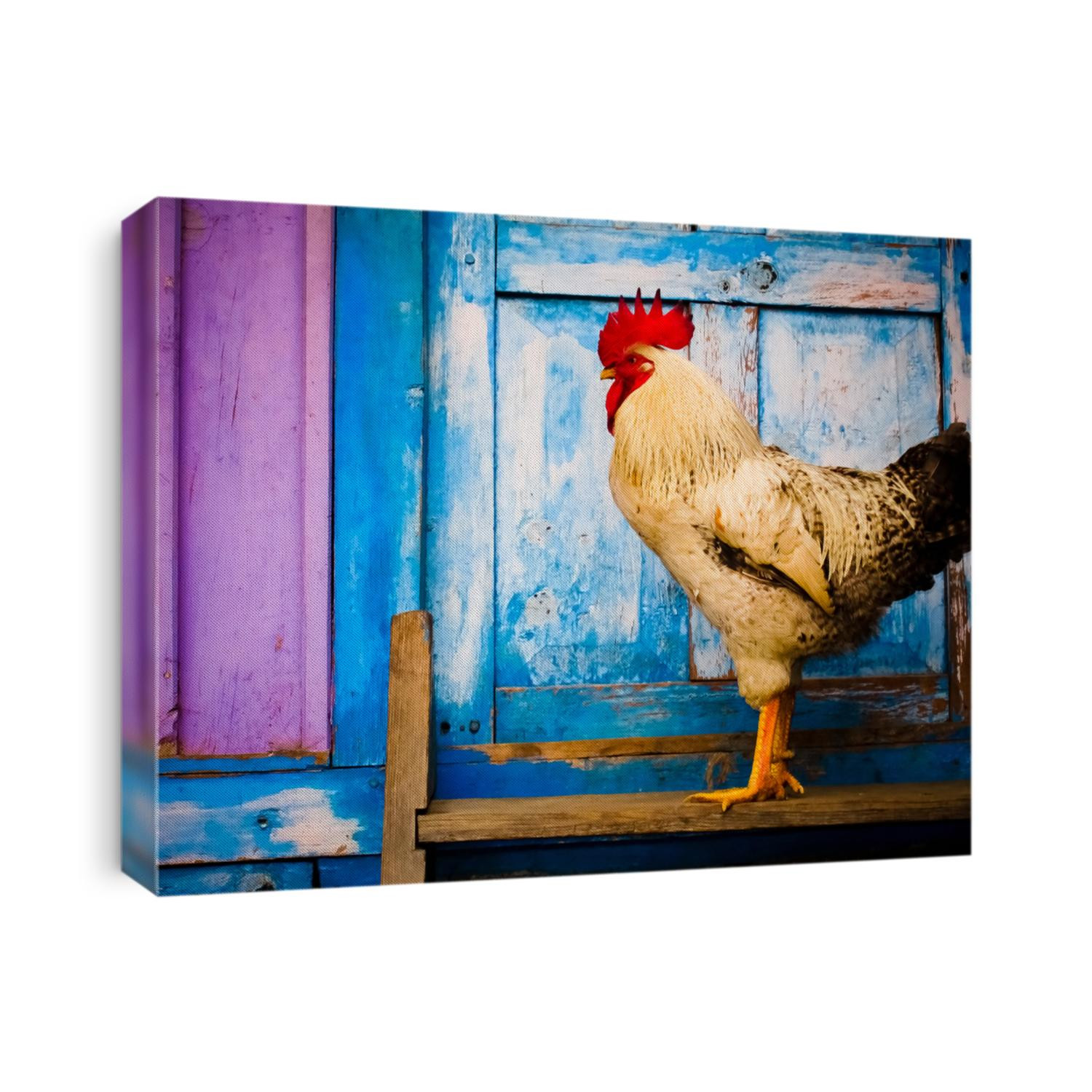 Rooster profile