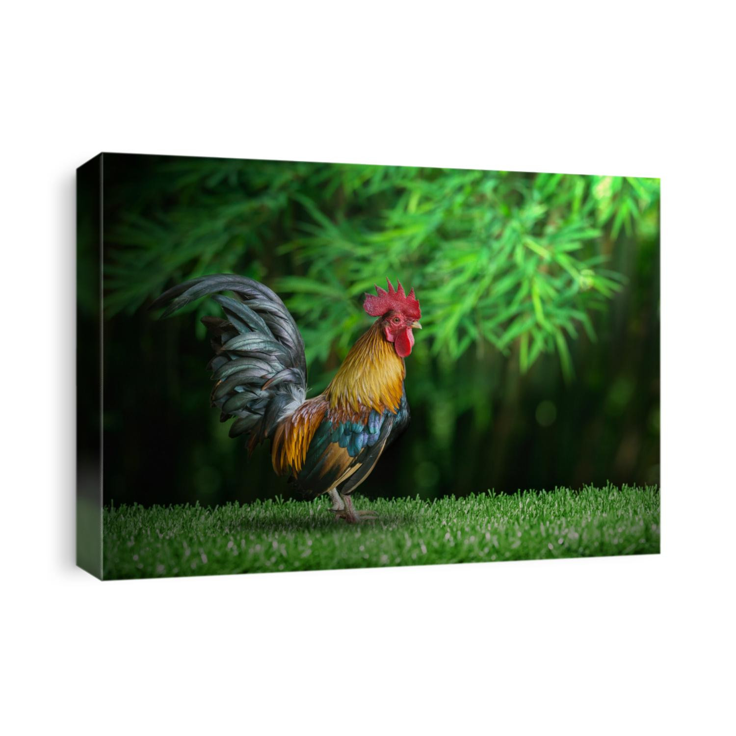 Close up portrait of bantam chicken on the grass, poultry