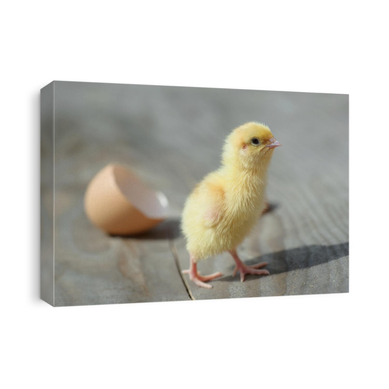 Small yellow chicks and egg shells