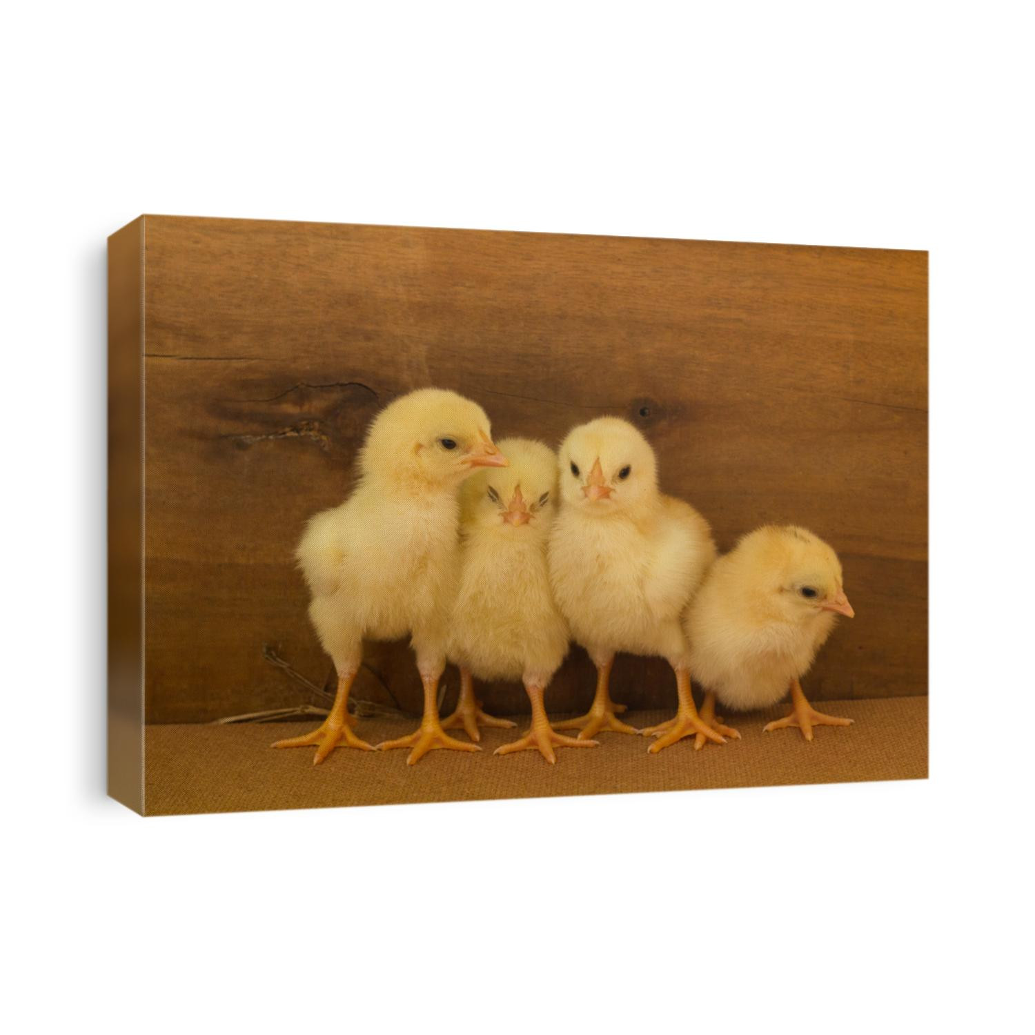 Close up yellow chicks on the floor and on wooden background, Beautiful yellow little chickens, Group of yellow chicks