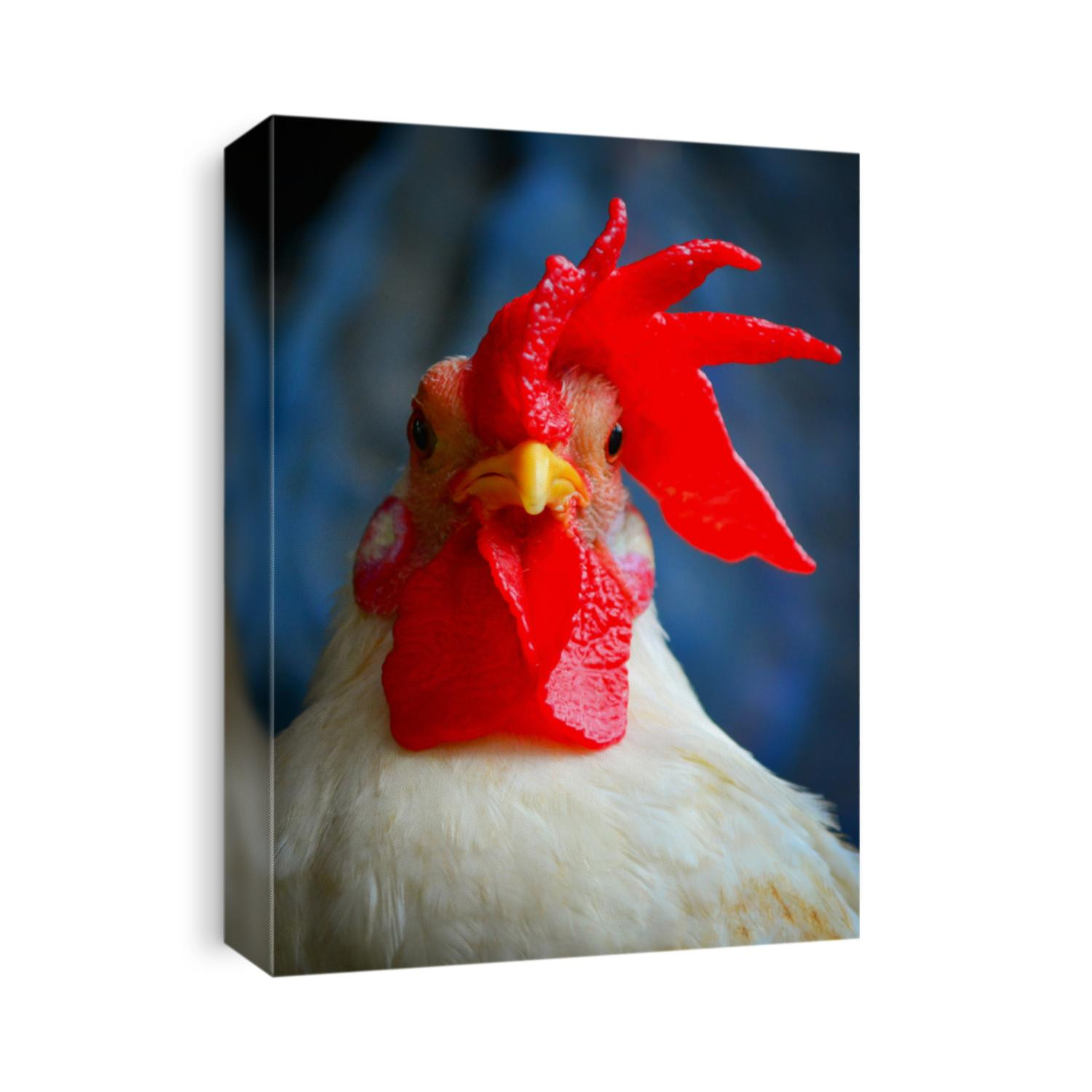 Close up cute white dwarf chicken.Dwarf chicken for the beautiful.