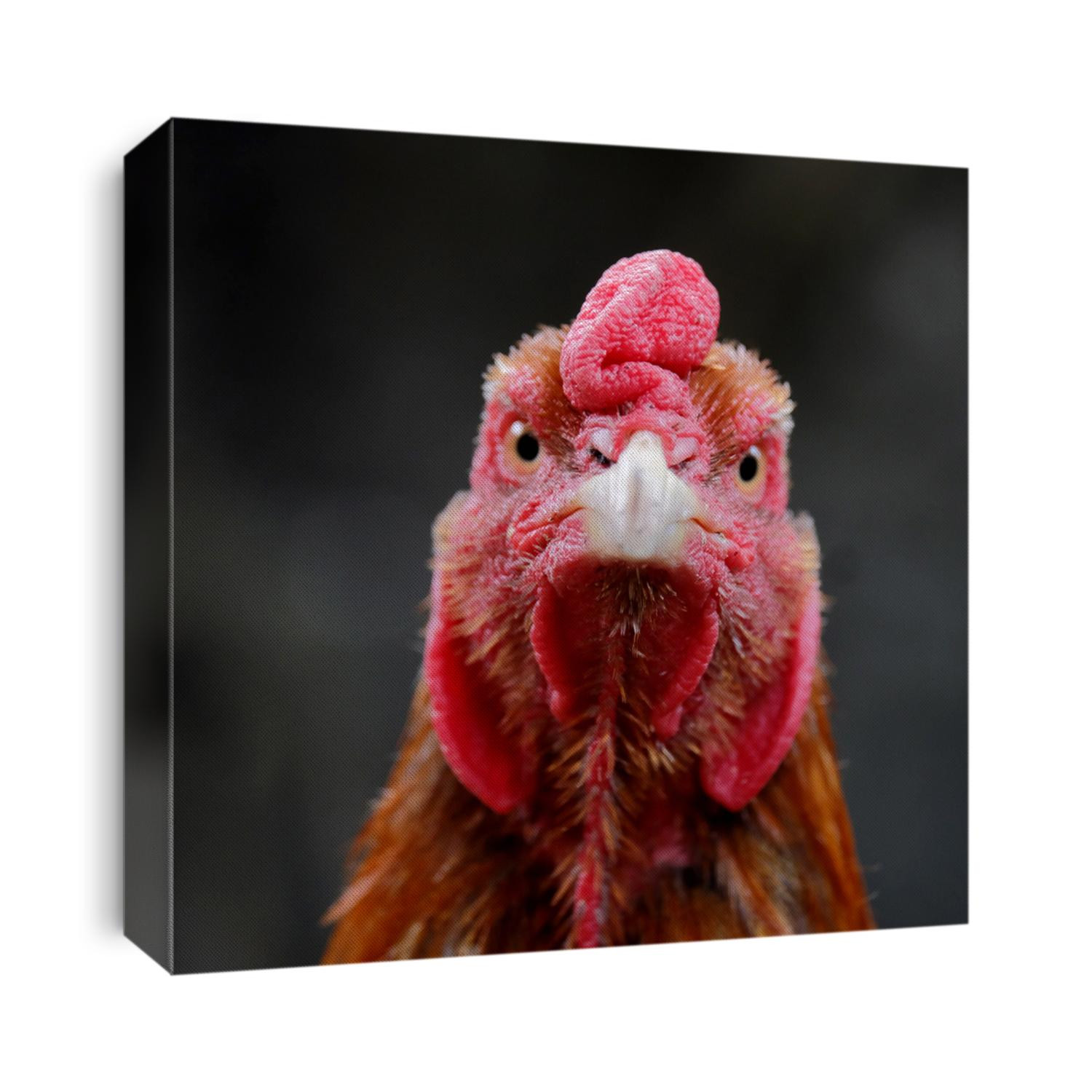 the face of the front of a rooster. Eyes, beaks and red-crested fighter chickens. close up rooster