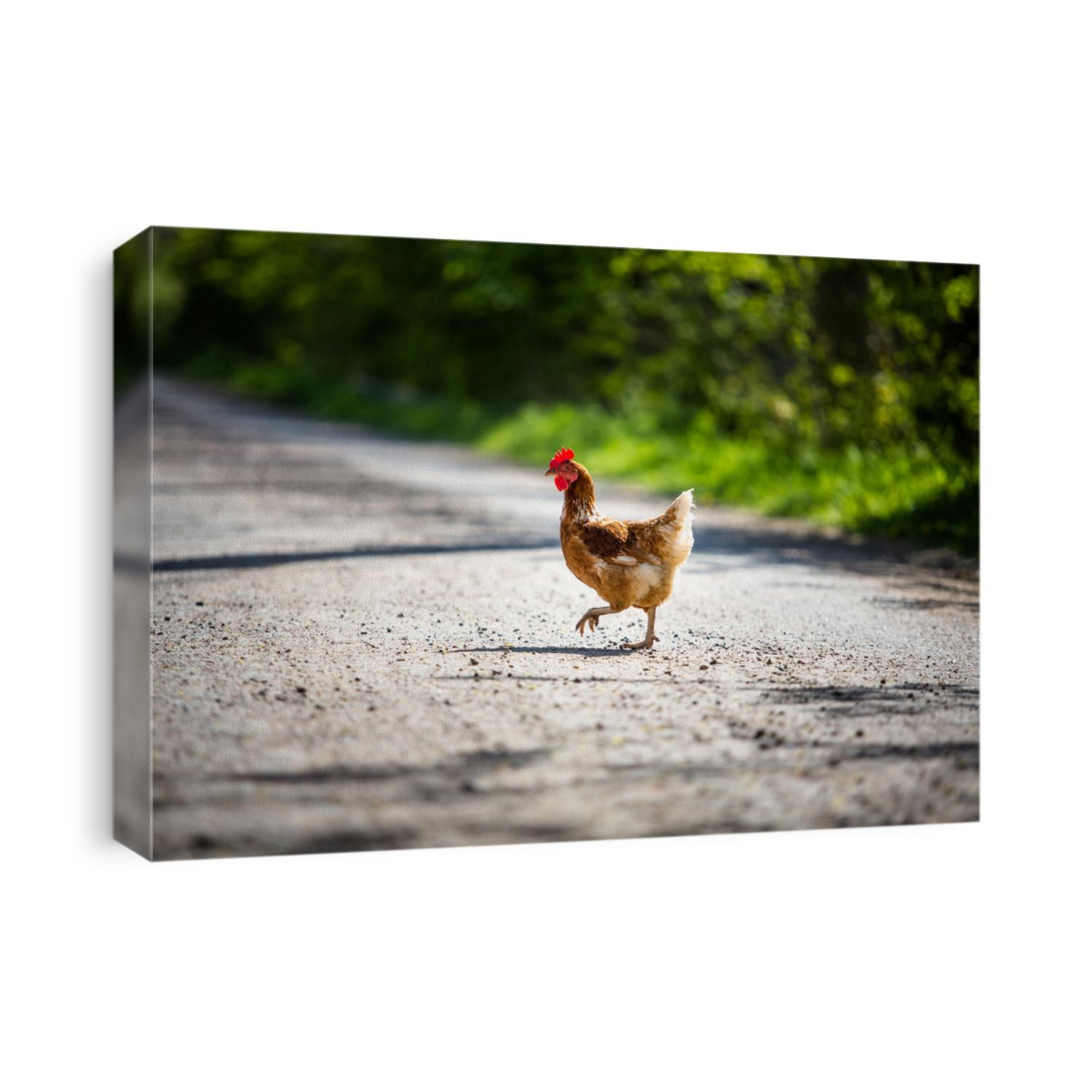 Rooster crossing the gravelled road