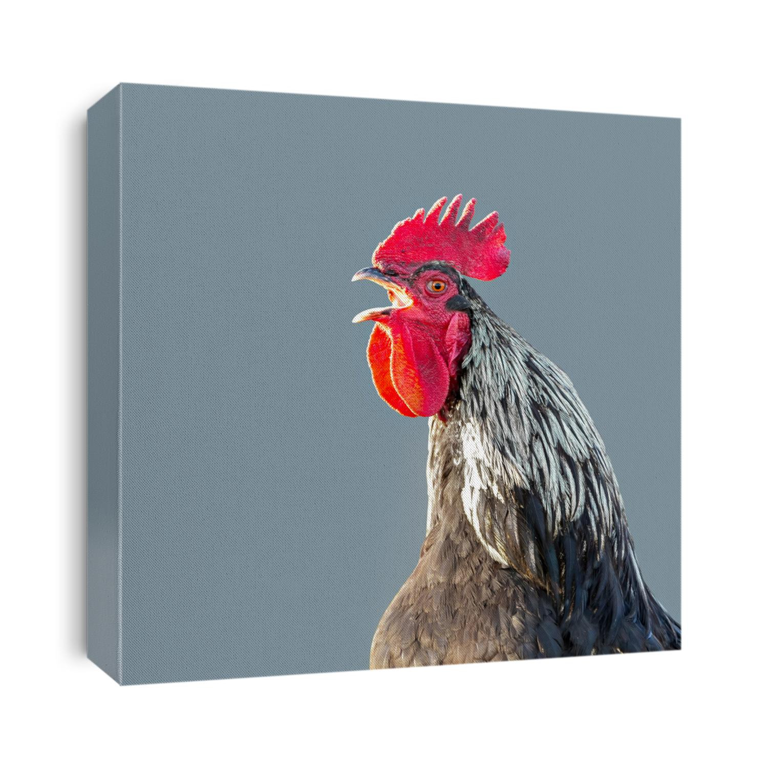 Close-up portrait of a singing rooster on a gray background. 