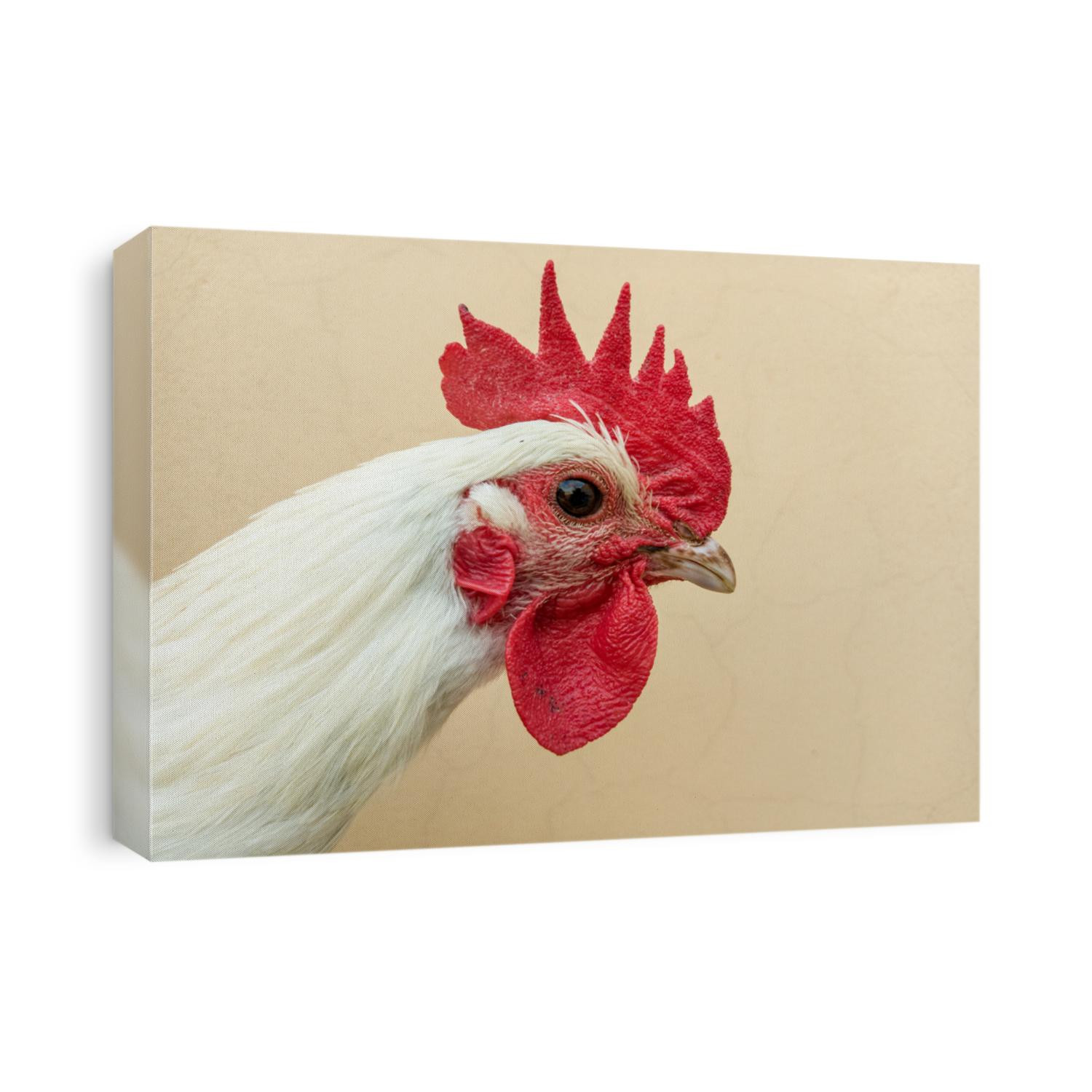 Close up of a beautiful white rooster chicken. Rooster isolated on white or orange background.