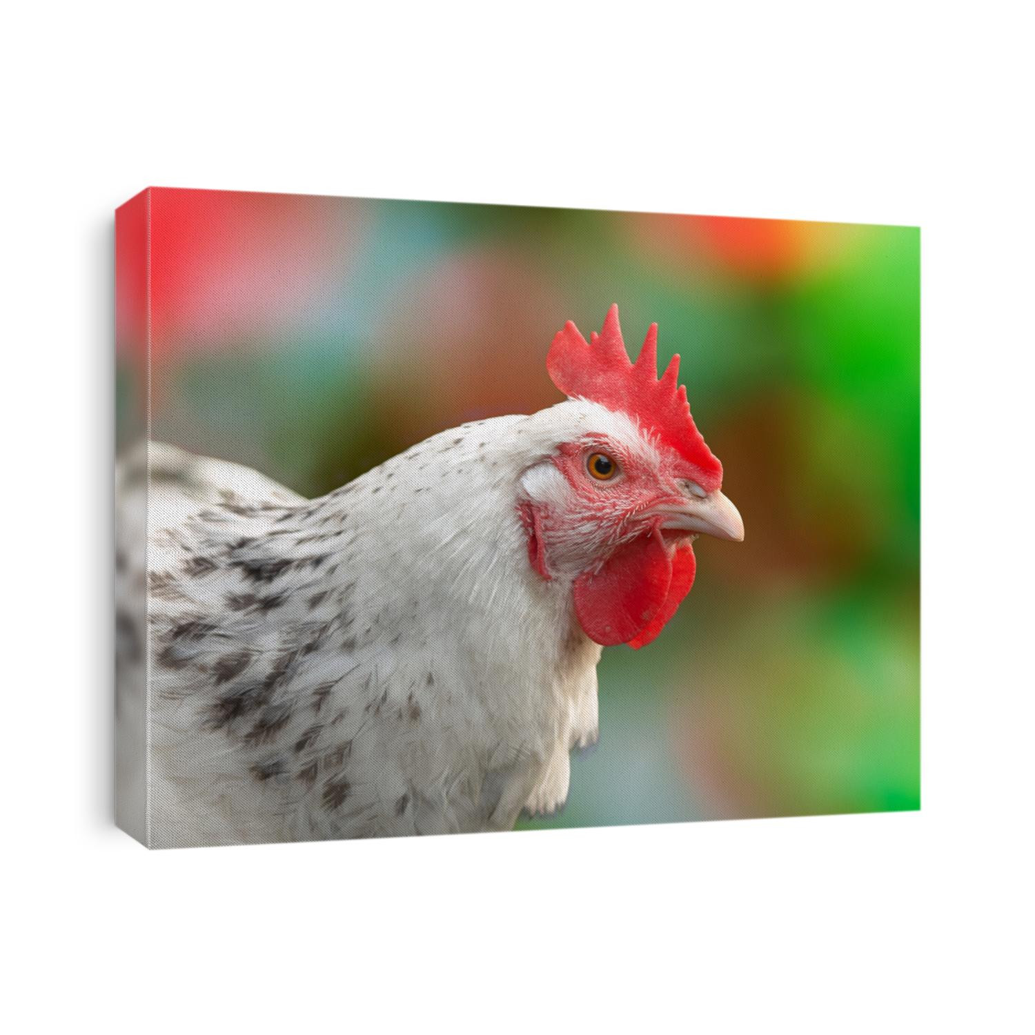 Close up of white Sussex chicken isolated against blurred background