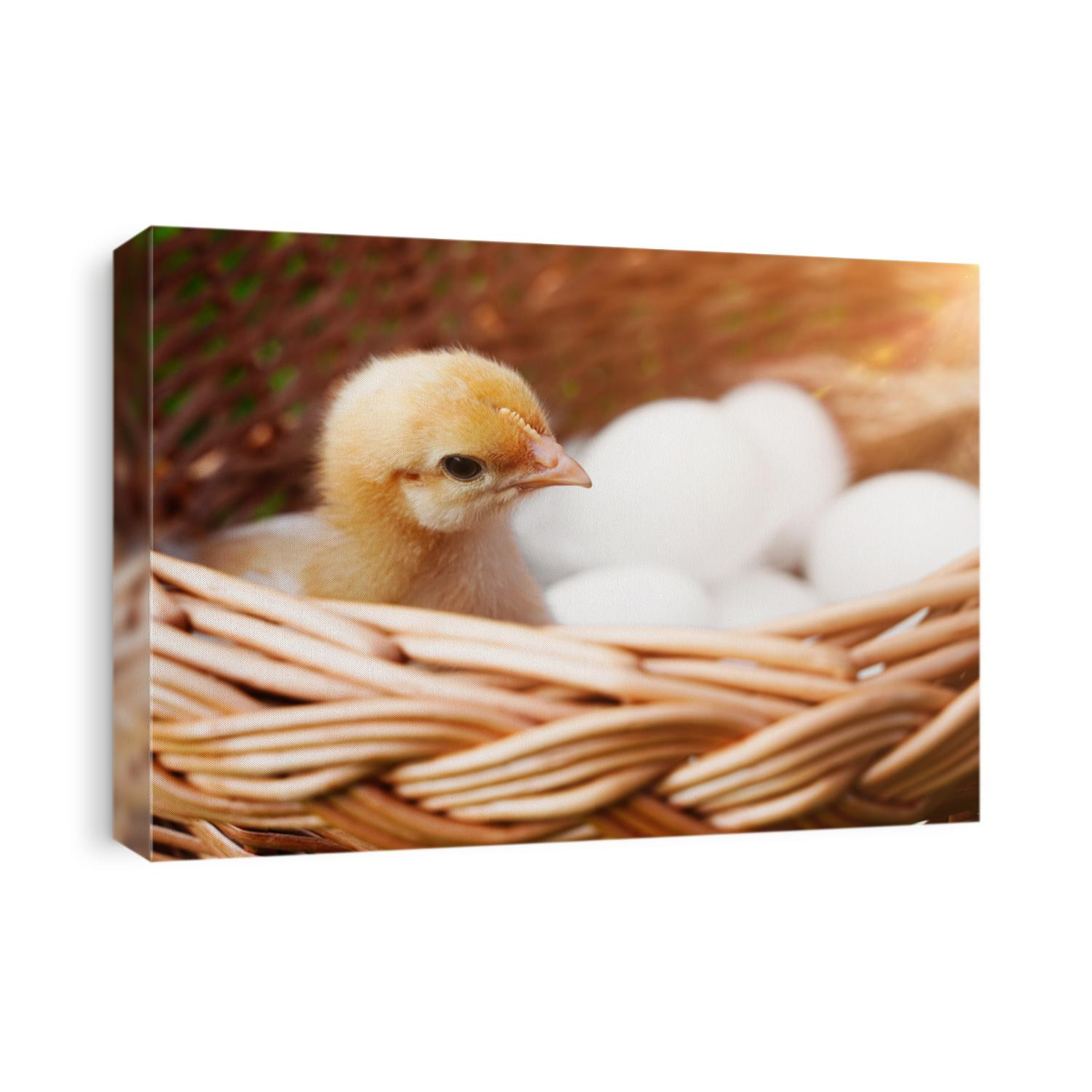 yellow, tiny fluffy chicken in an Easter basket with eggs