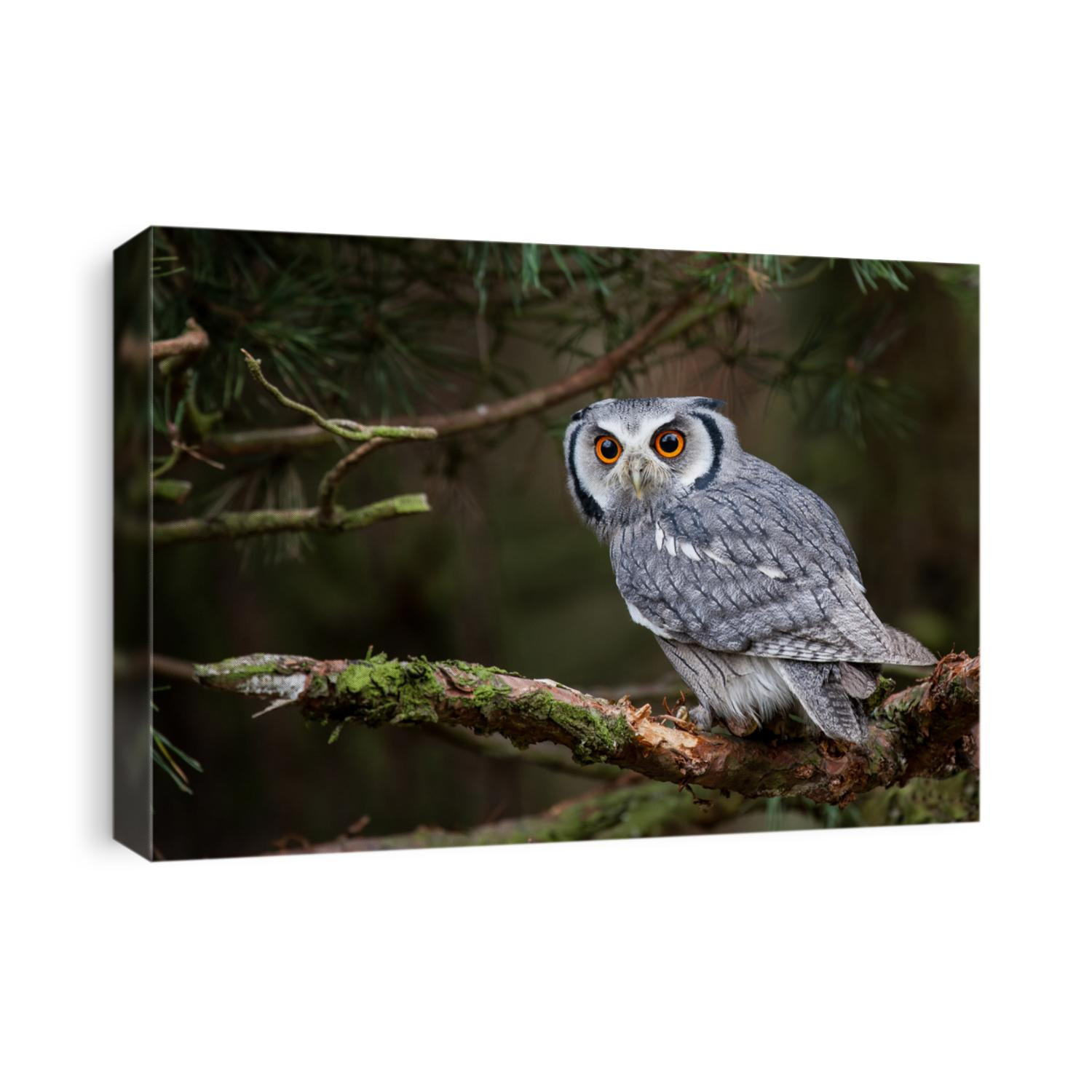A white faced scops owl (Ptilopsis leucotis) in a tree staring with large orange eyes. 