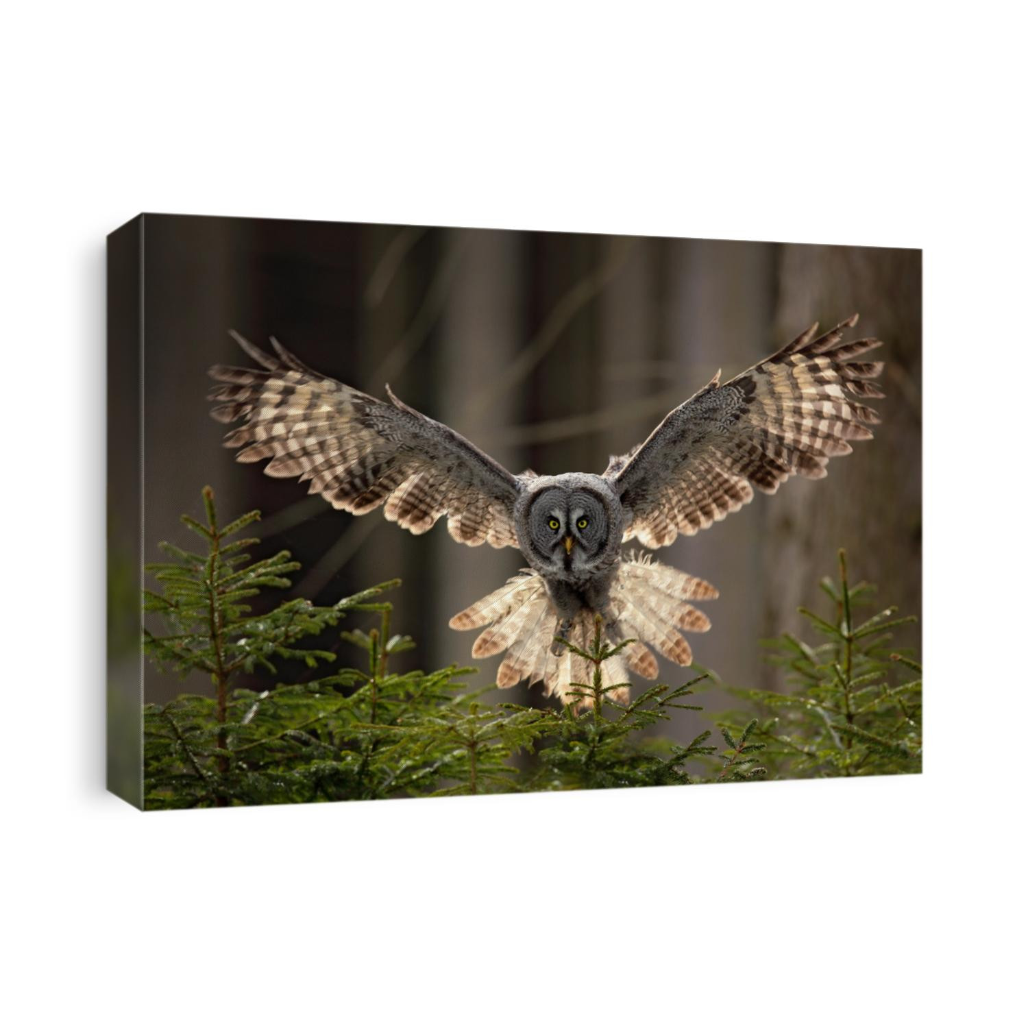 Action scene from the forest with owl. Flying Great Grey Owl, Strix nebulosa, above green spruce tree with dark forest in background.
