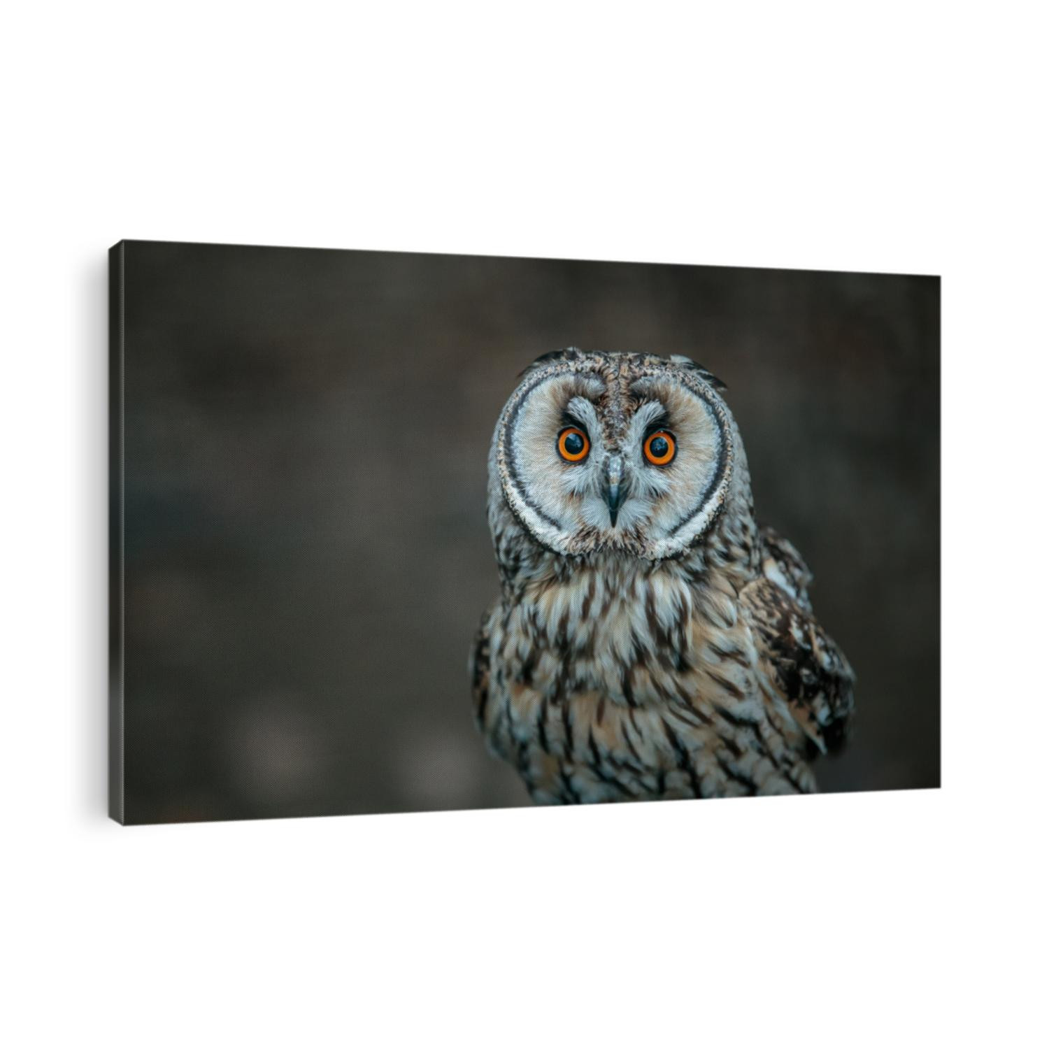 The short-eared owl is a species of typical owl. Owls belonging to genus Asio are known as the eared owls, as they have tufts of feathers resembling mammalian ears.