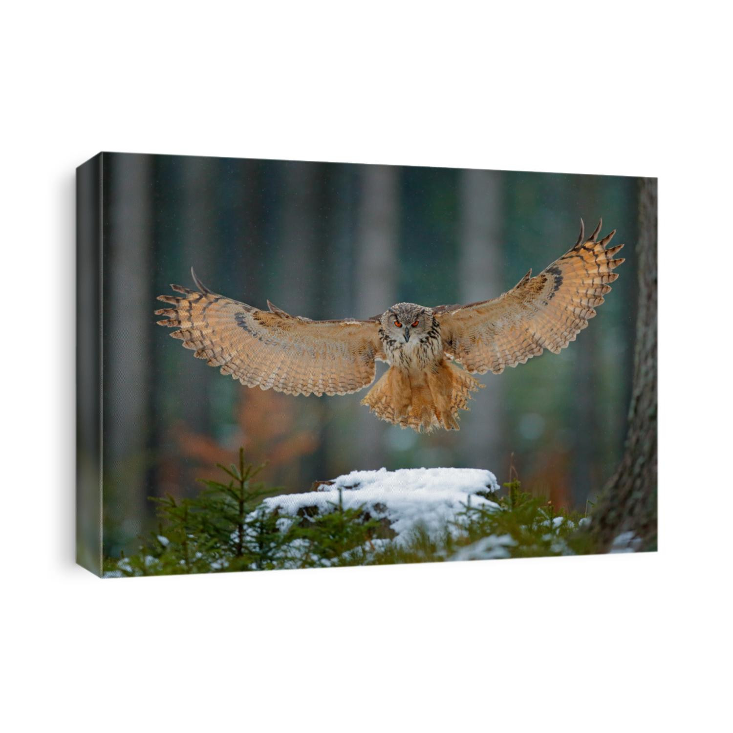 Eagle owl landing on snowy tree stump in forest. Flying Eagle owl with open wings in habitat with trees. Action winter scene from nature.