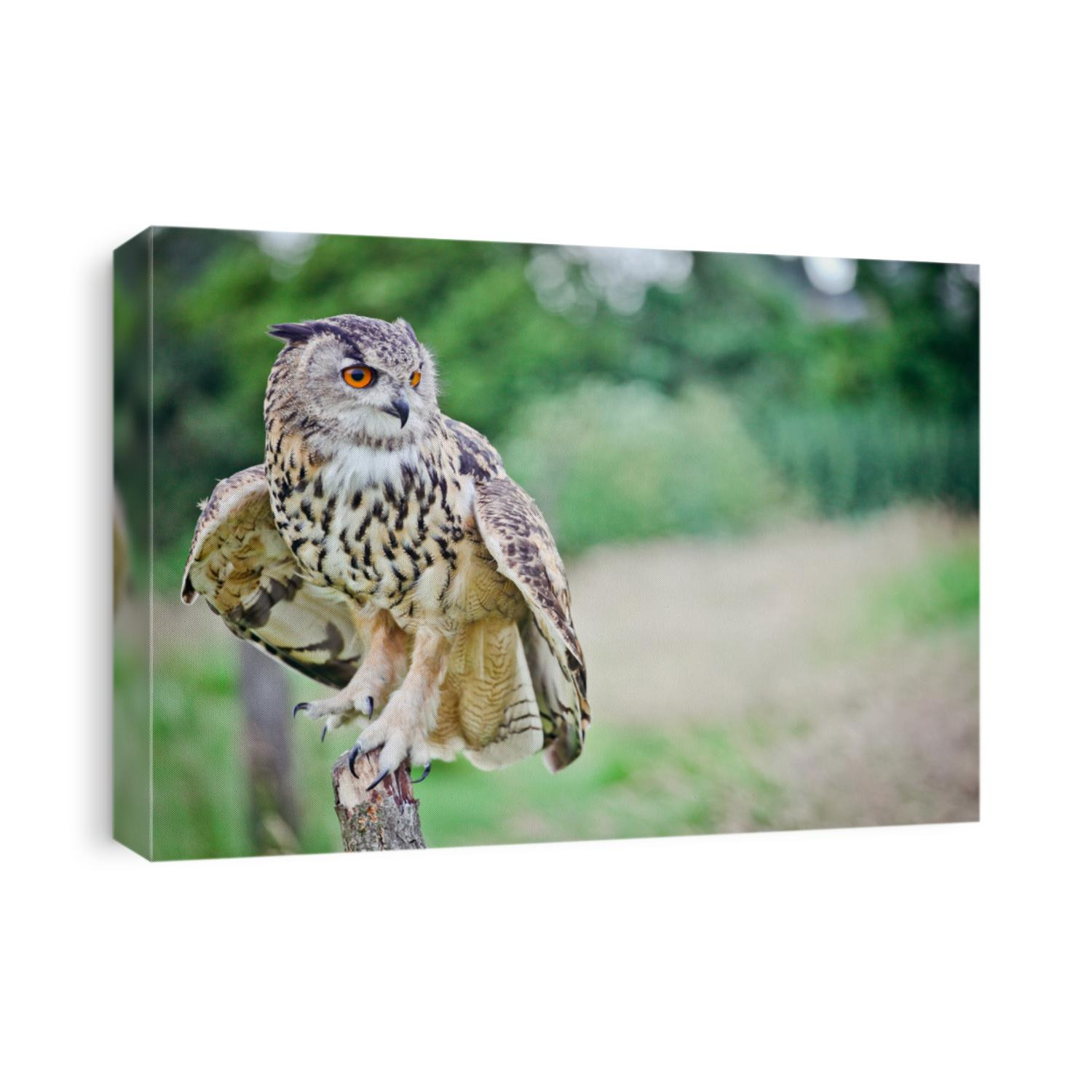 Owls at an owl sanctuary 