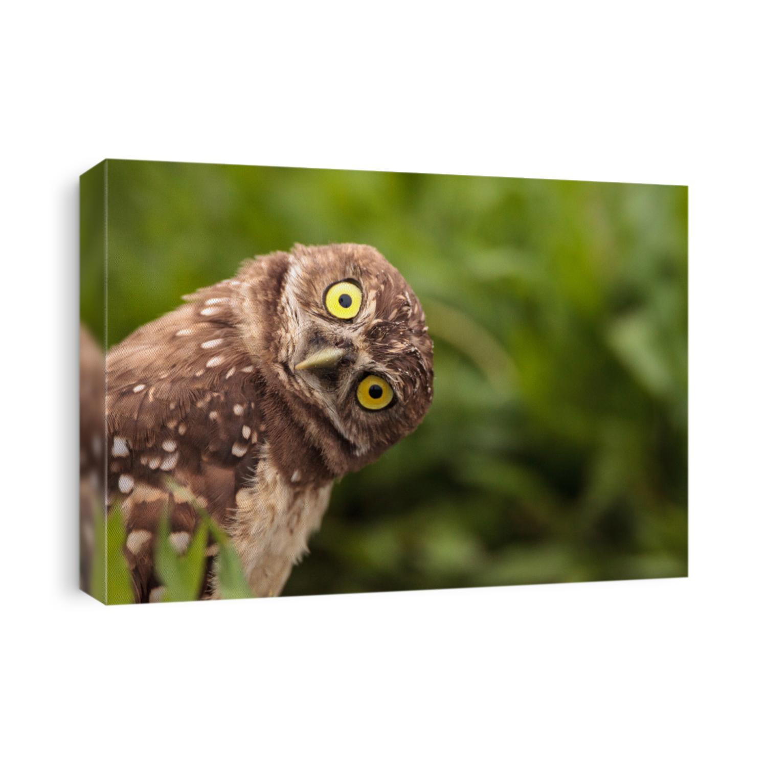 Funny Burrowing owl Athene cunicularia tilts its head outside its burrow on Marco Island, Florida