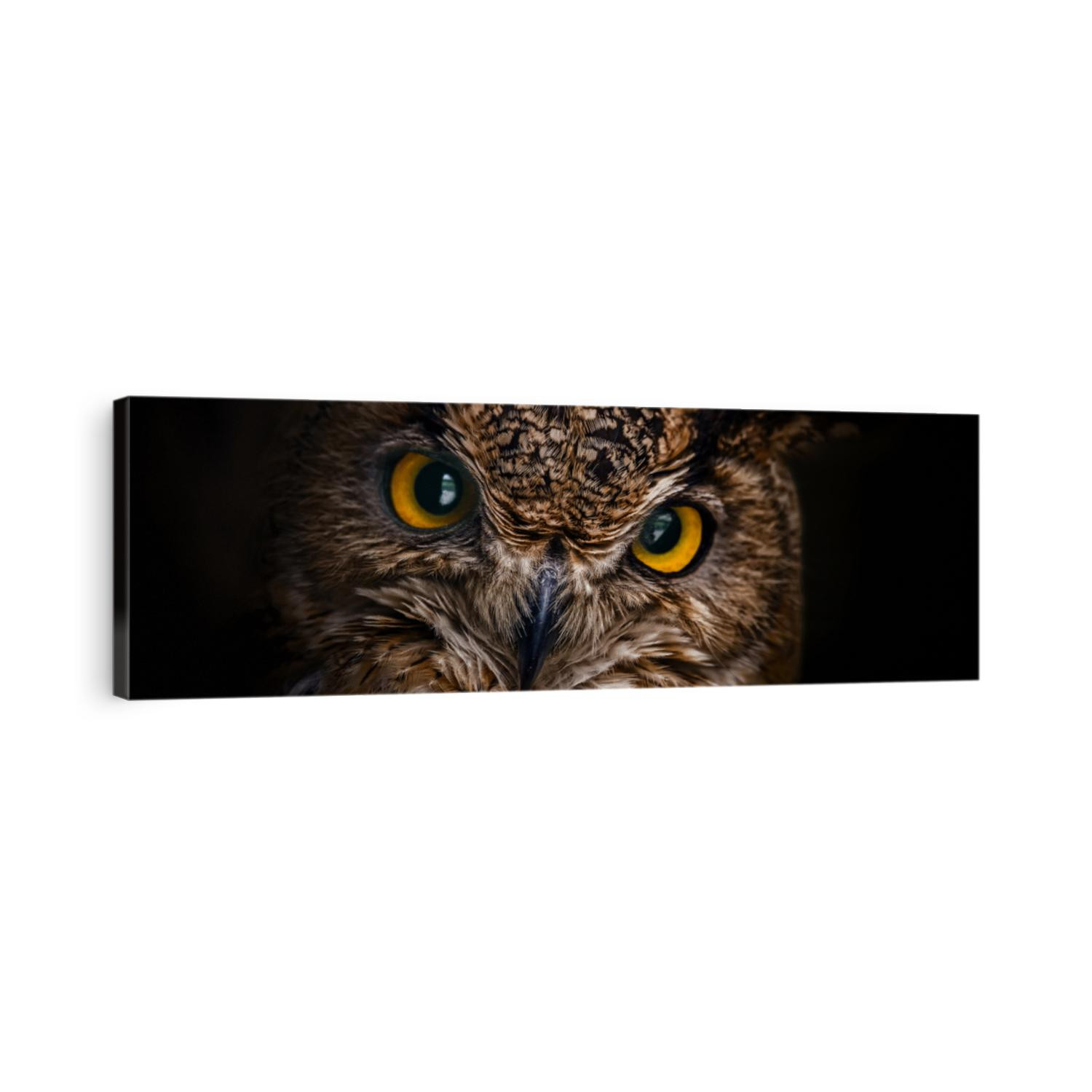 Yellow eyes of horned owl close up on a dark background.