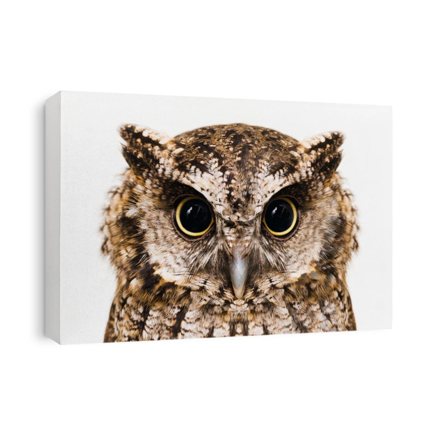 Photo of an Owl in macro photography, high resolution photo of owl cub. The bureaucratic owl, also called field-buckthorn, field owl, owl-owl, buck-owl, owl-owl, guede, urucura, urucurian and urucuriá