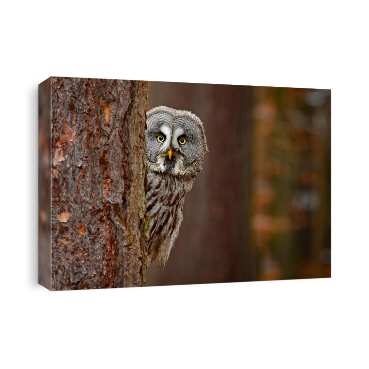 Portrait of Great grey owl, Strix nebulosa, hidden behind tree trunk in the winter forest, with yellow eyes. Wildlife scene from wild nature. Funny image with owl. Wildlife in Finaland.
