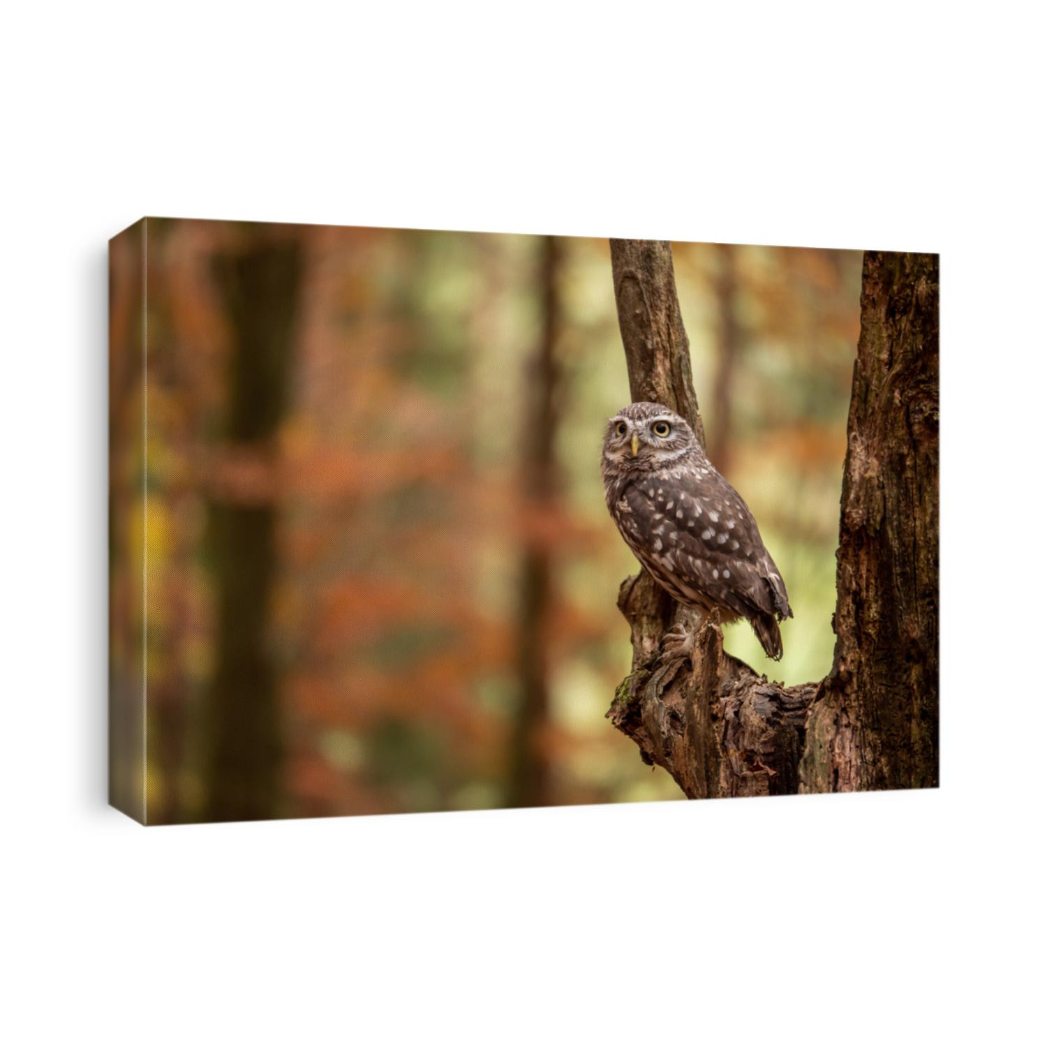 Little owl (Athene noctua) sitting on dry branch. Autumn forest in background. Little owl portrait. Owl sitting on branch. Owl on tree.