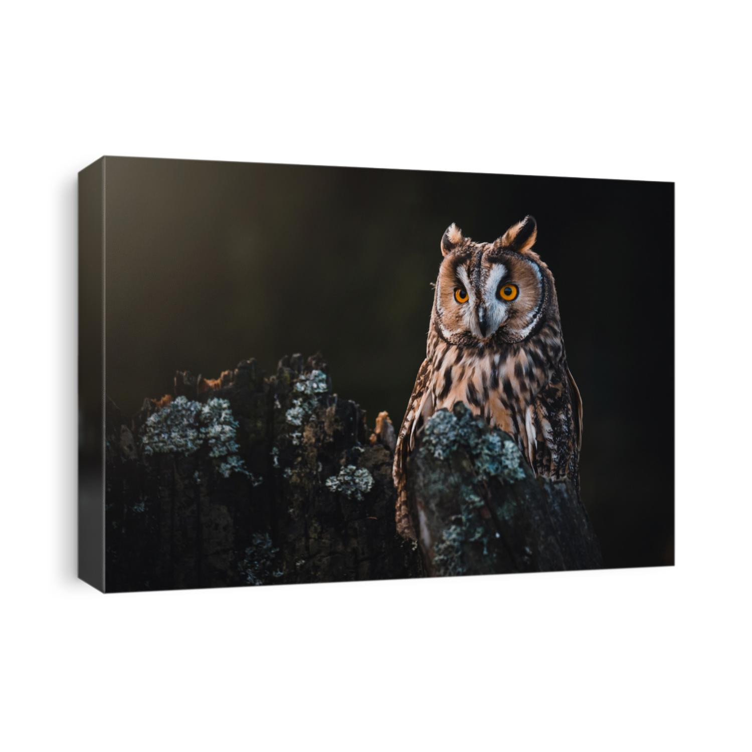 Long-eared owl (Asio otus) sitting on dry tree. Beautiful owl with orange eyes portrait. Dark background. Long-eared owl in dark forest.
