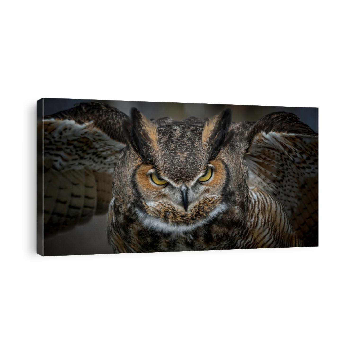 Great Horned Owl Taking Off