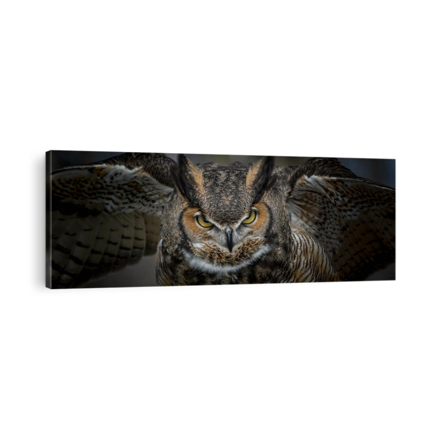 Great Horned Owl Taking Off