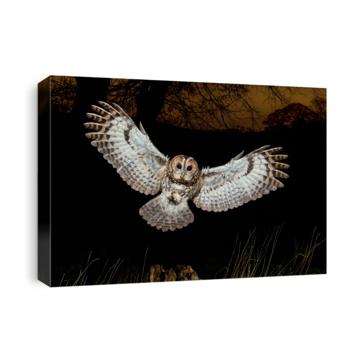 Tawny Owl landing at night with wings spread out. Strix Aluco, European Wild Owl