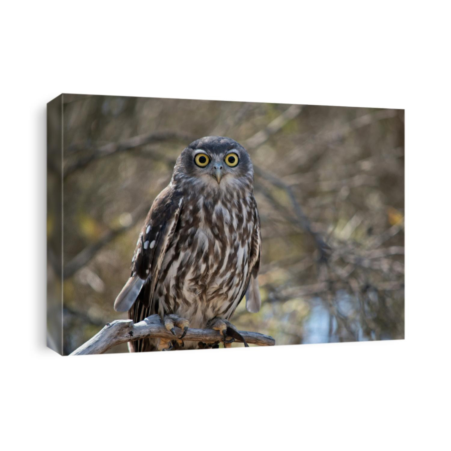 the barking owl is also known as the screaming woman owl. The barking owl is brown and white with yellow eyes