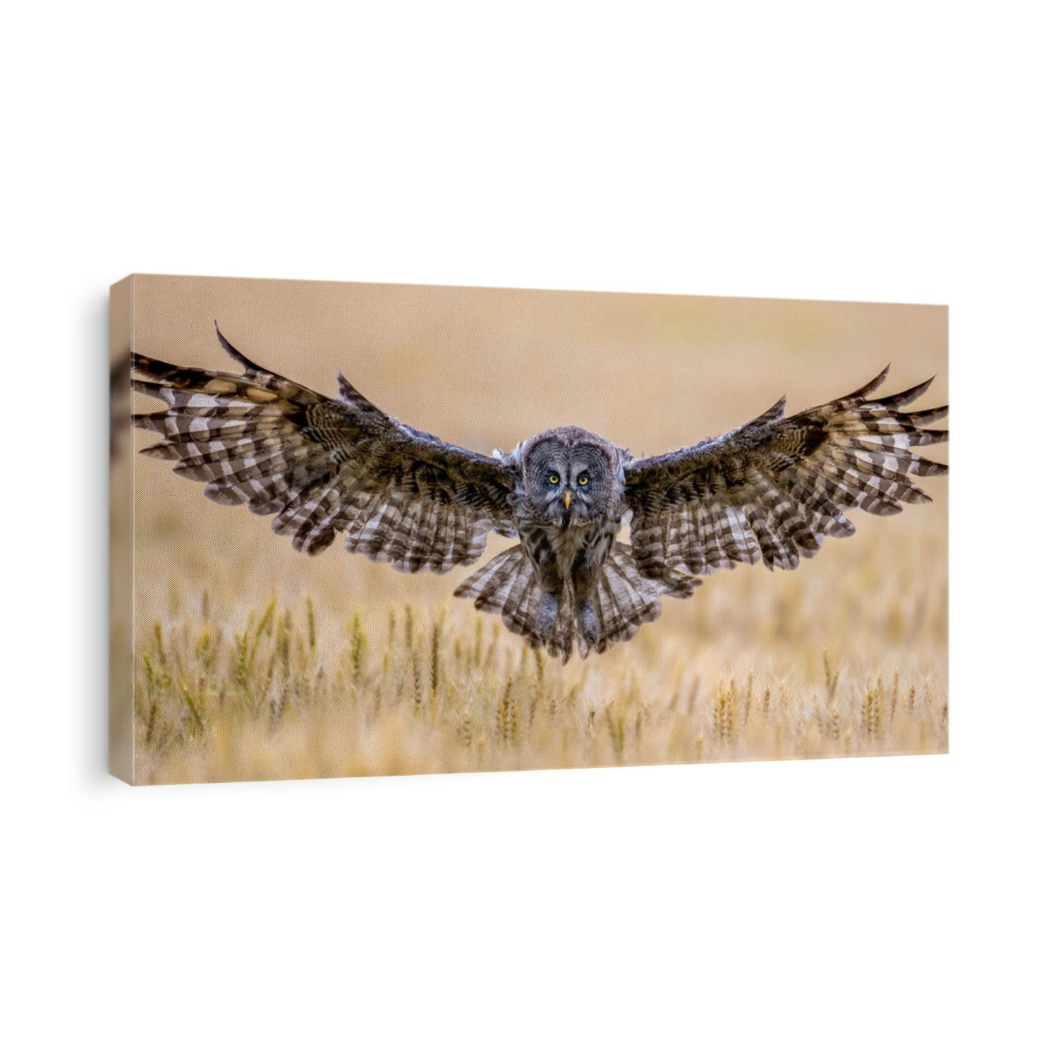 Great Grey Owl foraging in the forest