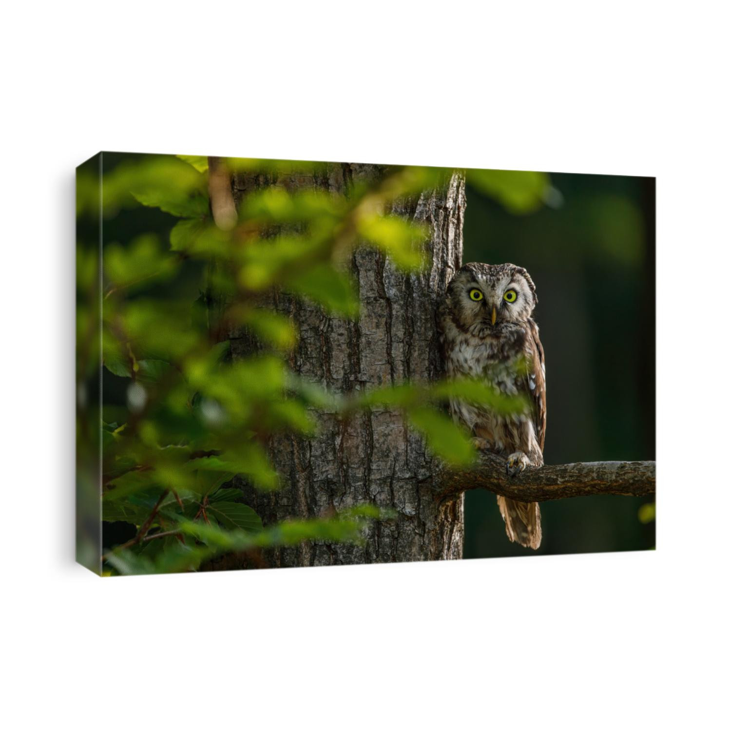 Owl at sunrise. Boreal owl, Aegolius funereus, perched on branch. Typical small owl with big yellow eyes in first morning sun rays. Known as Tengmalm's owl. Habitat Europe, Asia, N. America.
