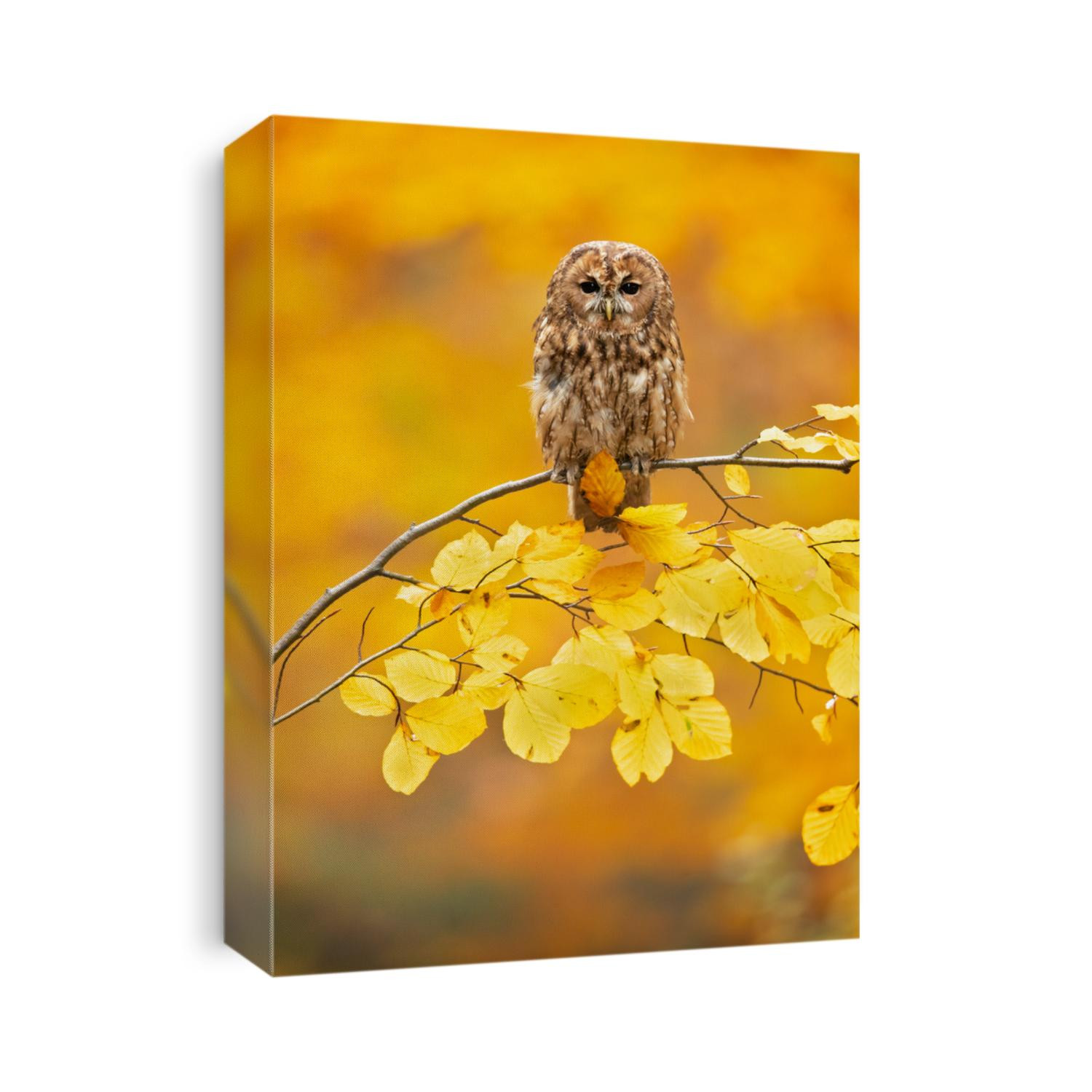 The tawny owl or brown owl (Strix aluco) is a stocky, medium-sized owl commonly found in woodlands across much of the Palearctic. 