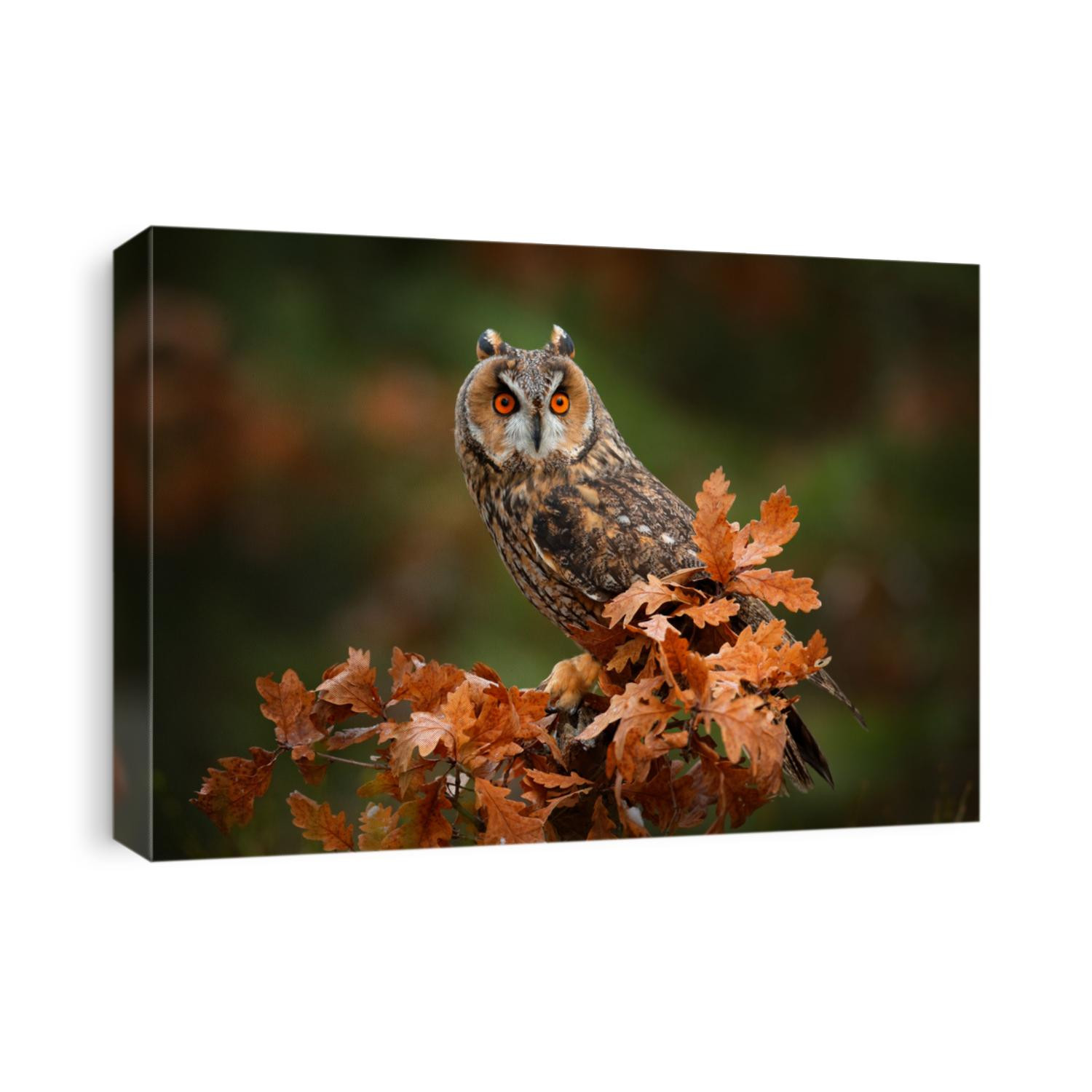 Owl in orange forest, yellow leaves. Long-eared Owl with orange oak leaves during autumn. Wildlife scene from nature, Russia. 