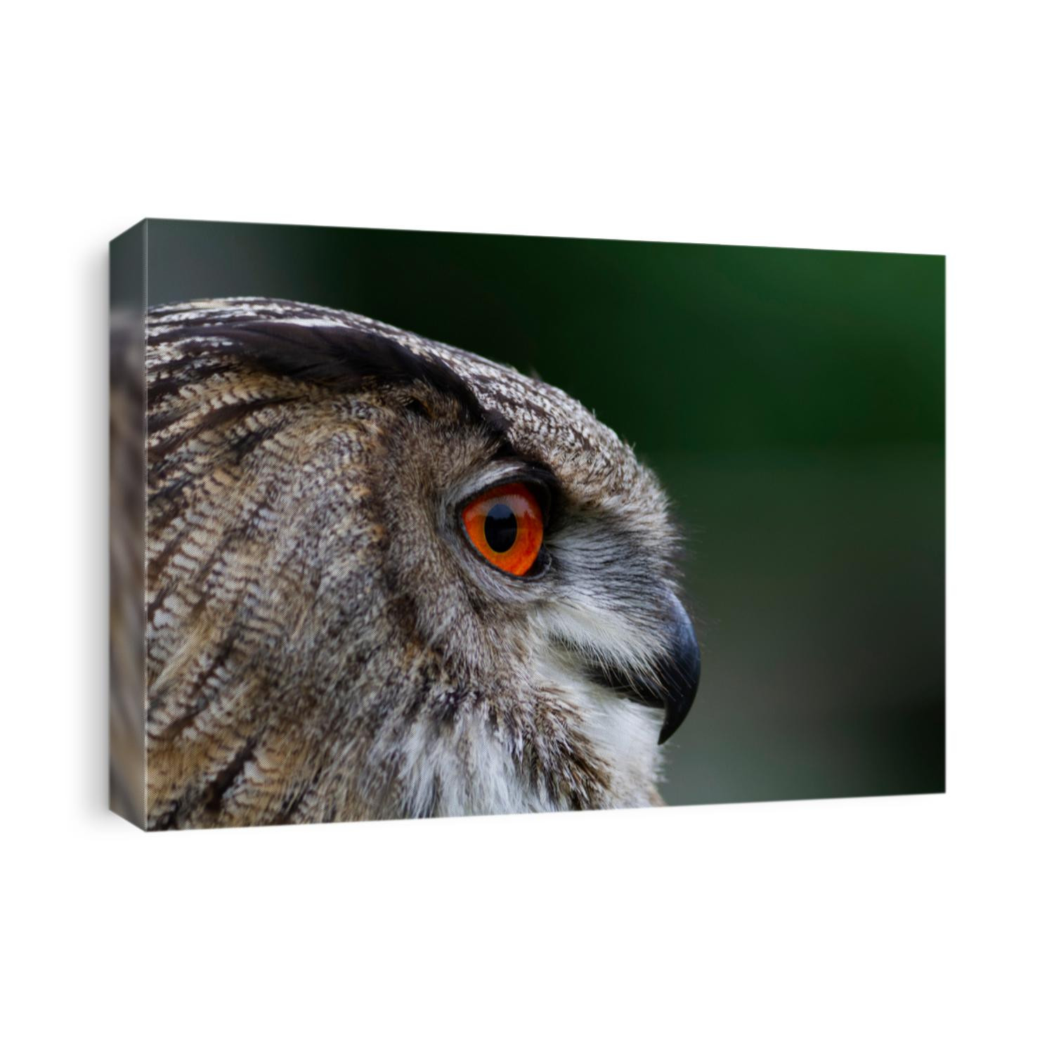 Eagle owl Bubo bubo in close view 