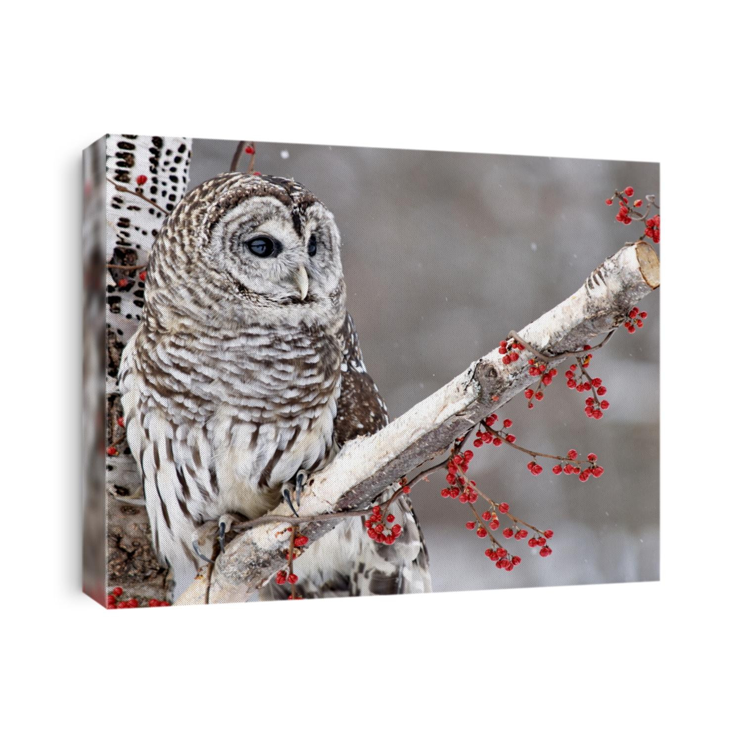 Barred Owl perched in a birch tree surrounded by red berries