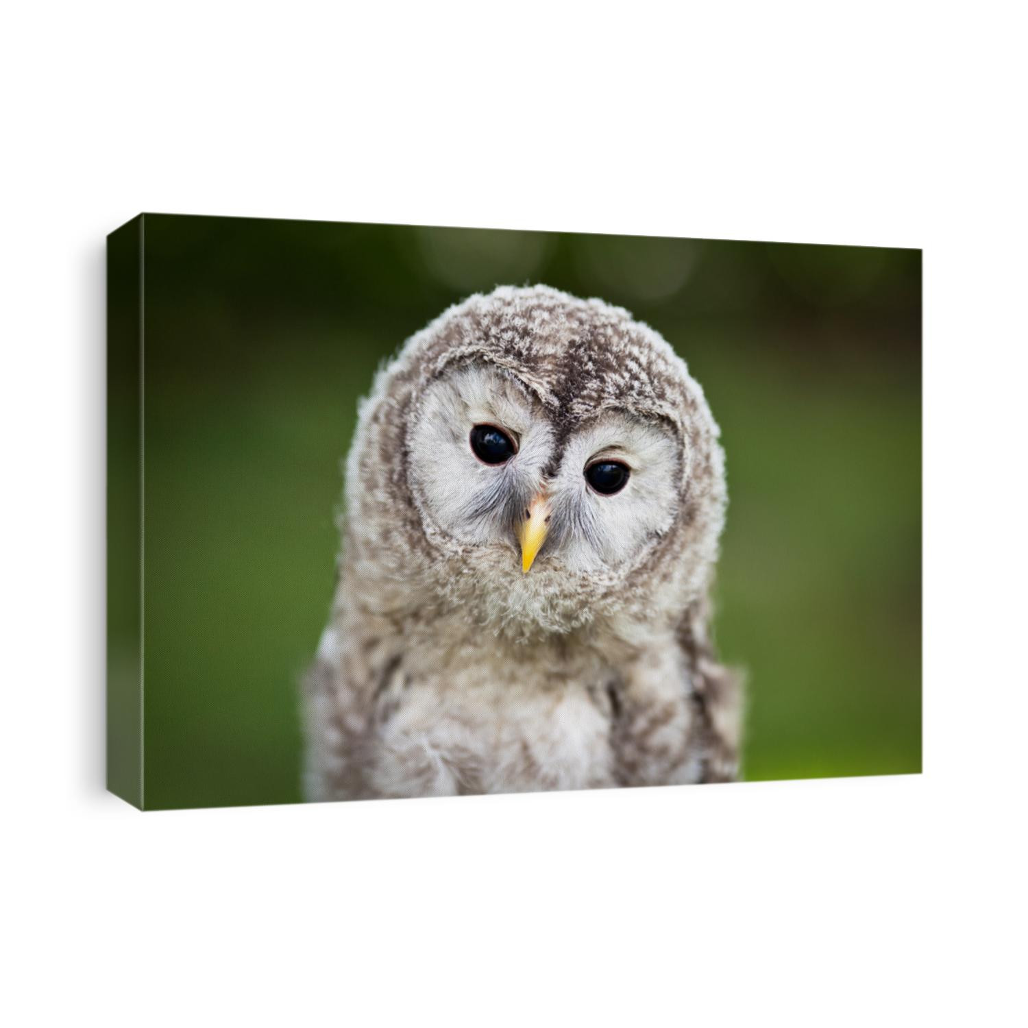 Close up of a baby Tawny Owl (Strix aluco)