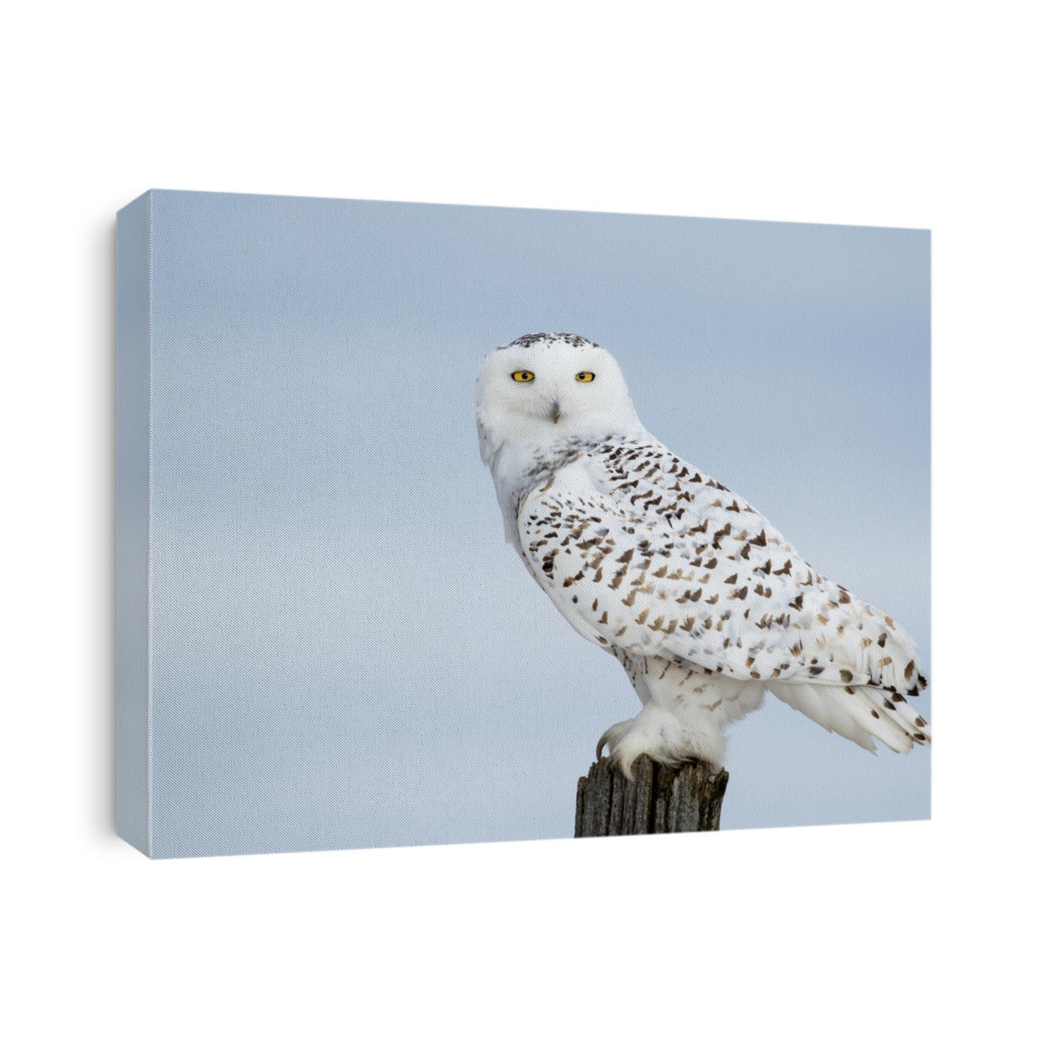Snowy Owl, Bubo Scandiacus, perched on a post making eye contact with piercing yellow eyes.