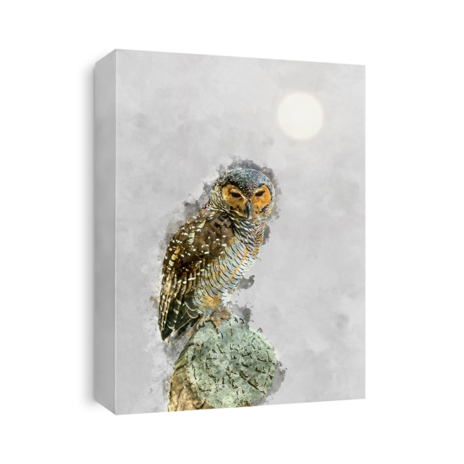 Watercolor image Close up of beautiful spotted wood owl. (Strix seloputo)