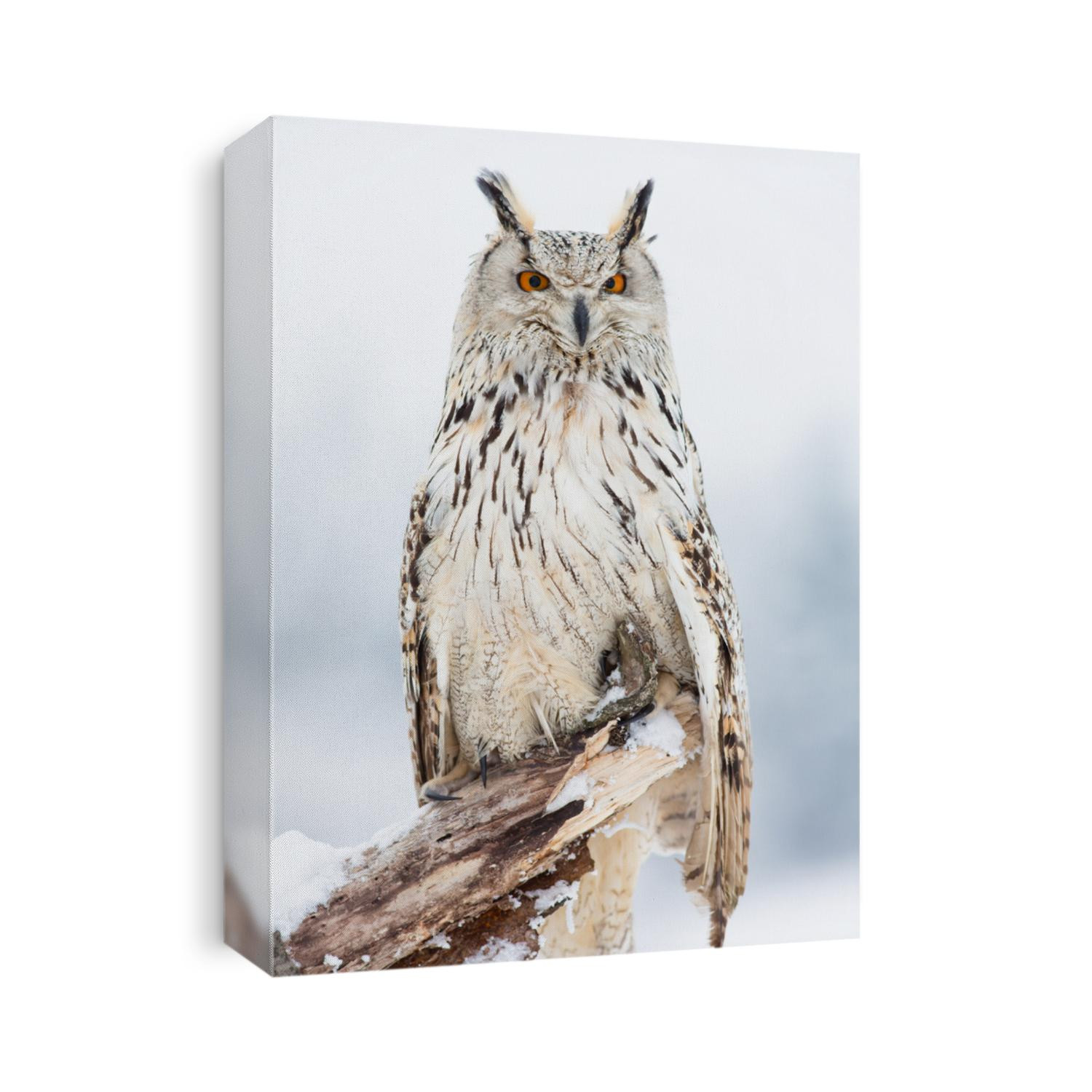 Siberian eagle owl (Bubo bubo sibiricus). Background colour is buffy-whitish. Dark pattern on upper- and under-parts is slightly expressed and has black-brownish colour. The biggest owl in the world.