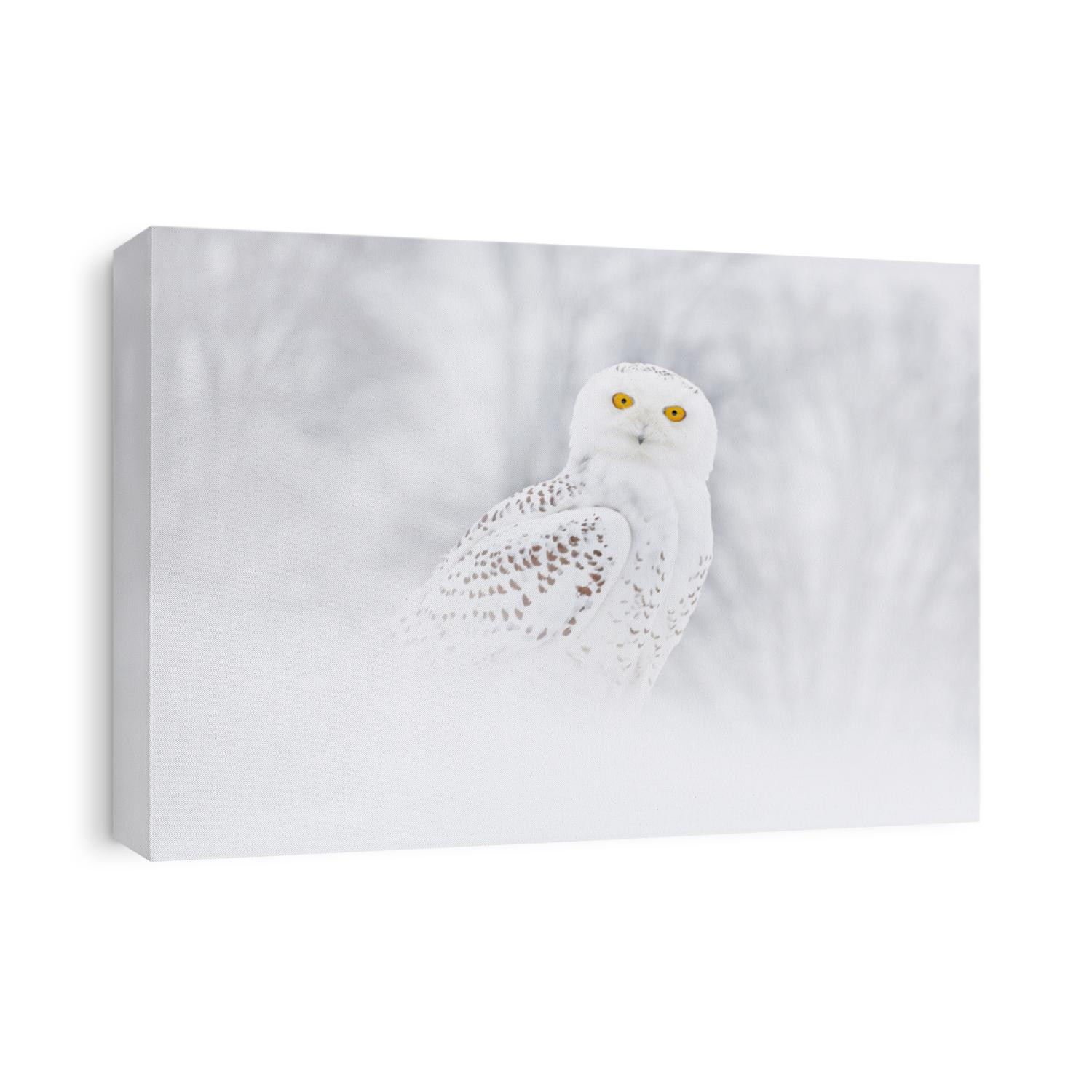 Snowy owl sitting on the snow in the habitat. Cold winter with white bird. Wildlife scene from nature, Manitoba, Canada. Owl on the white meadow, animal bahavior.
