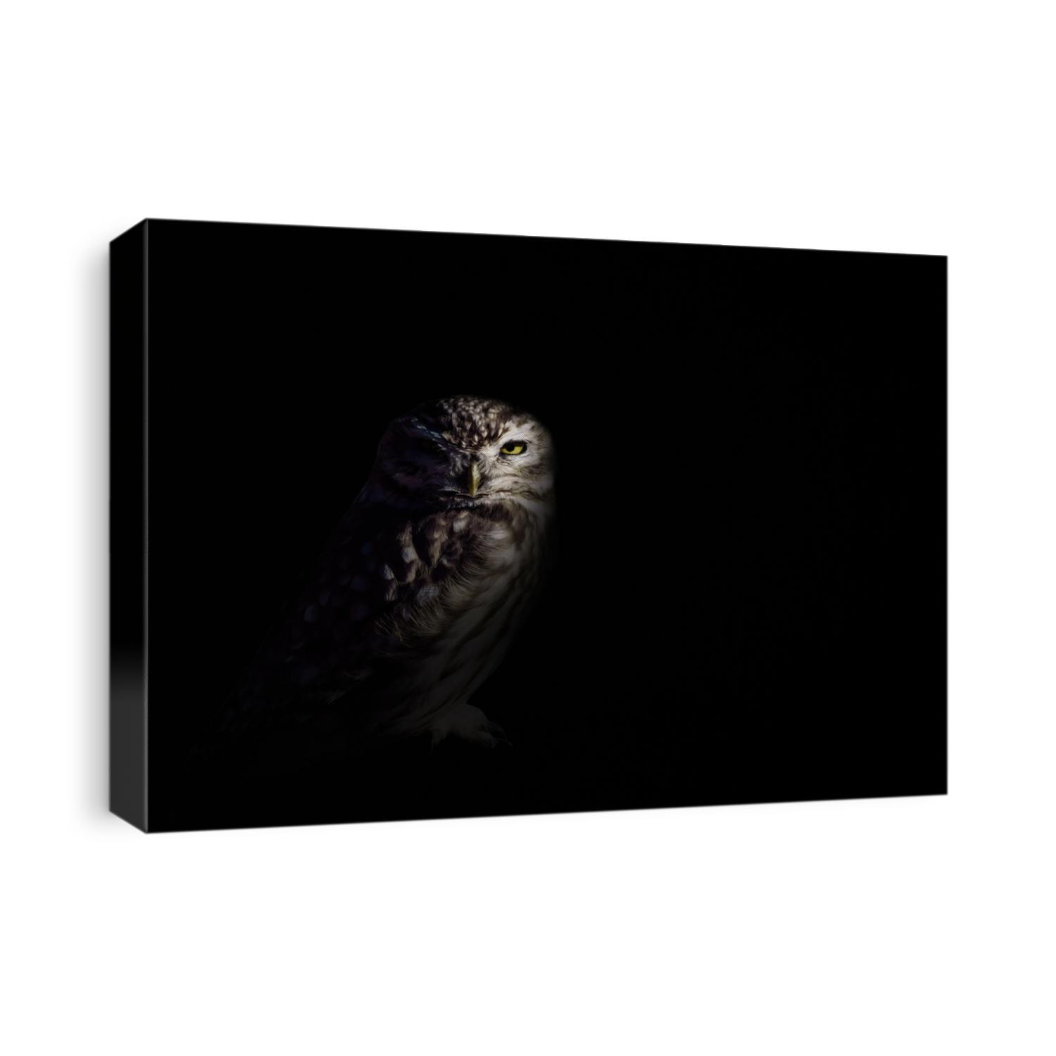 Owl. Dark background. Little owl.