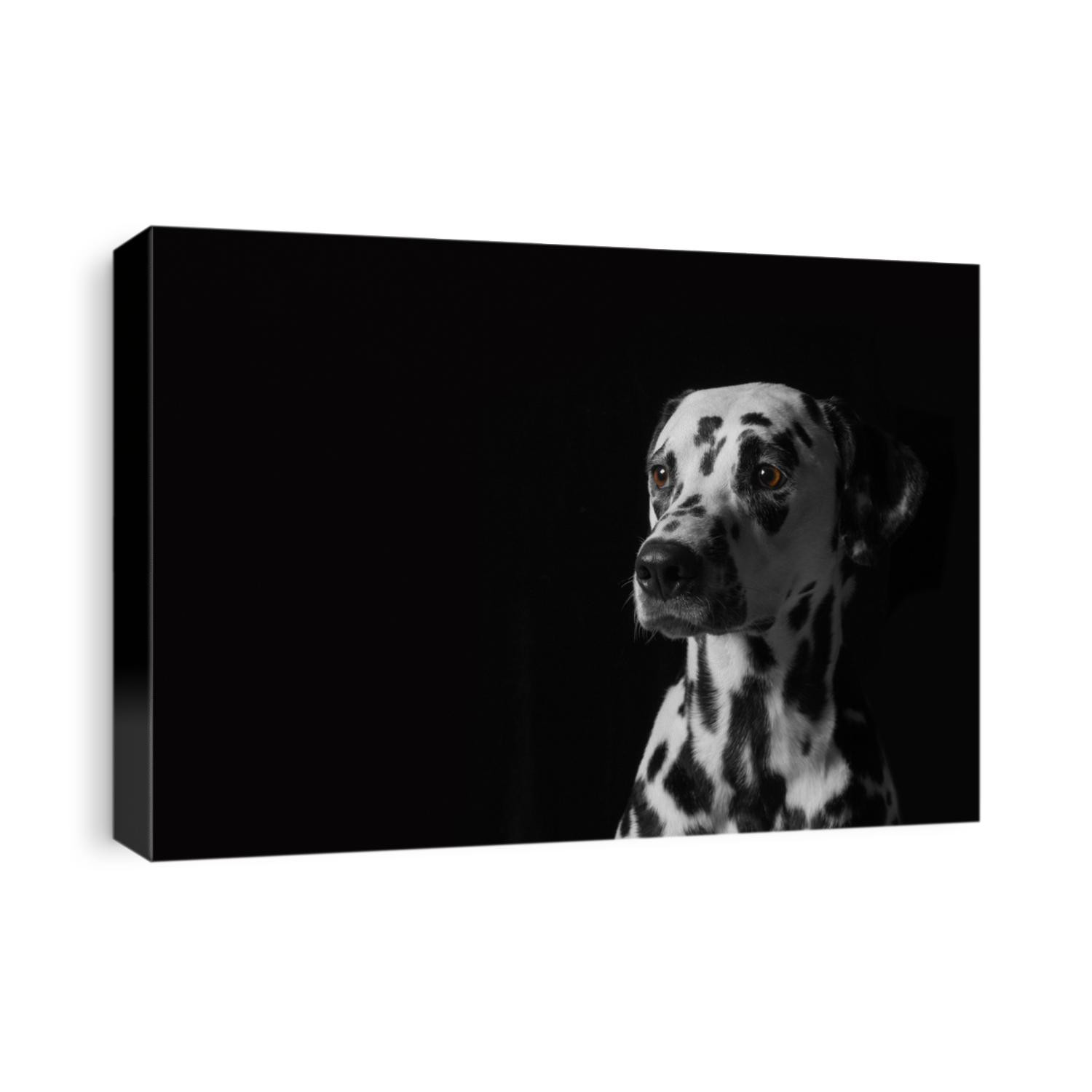 Portrait of a dalmatian dog on black background