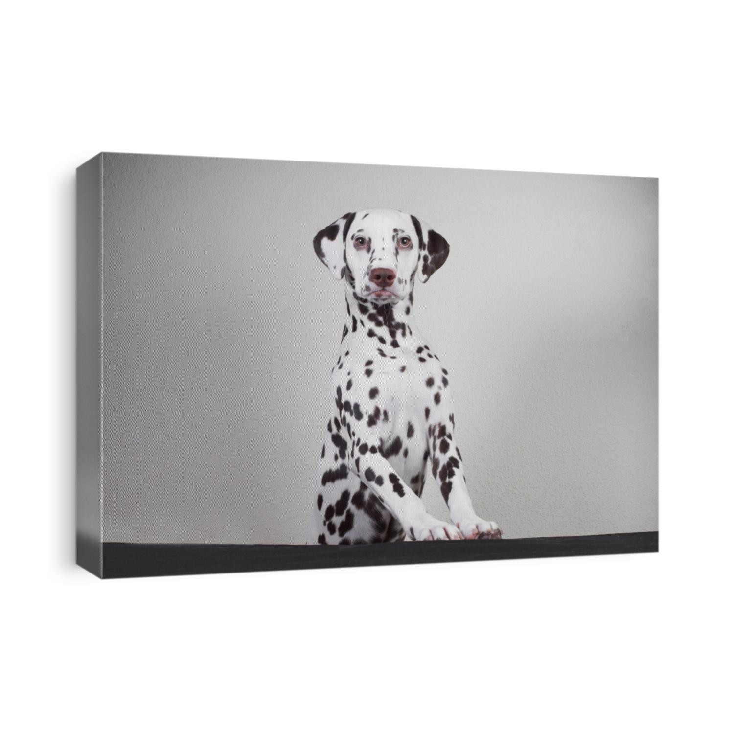 a Dalmatian dog leans his legs on a table in all growth against a white wall background. young cute dog.