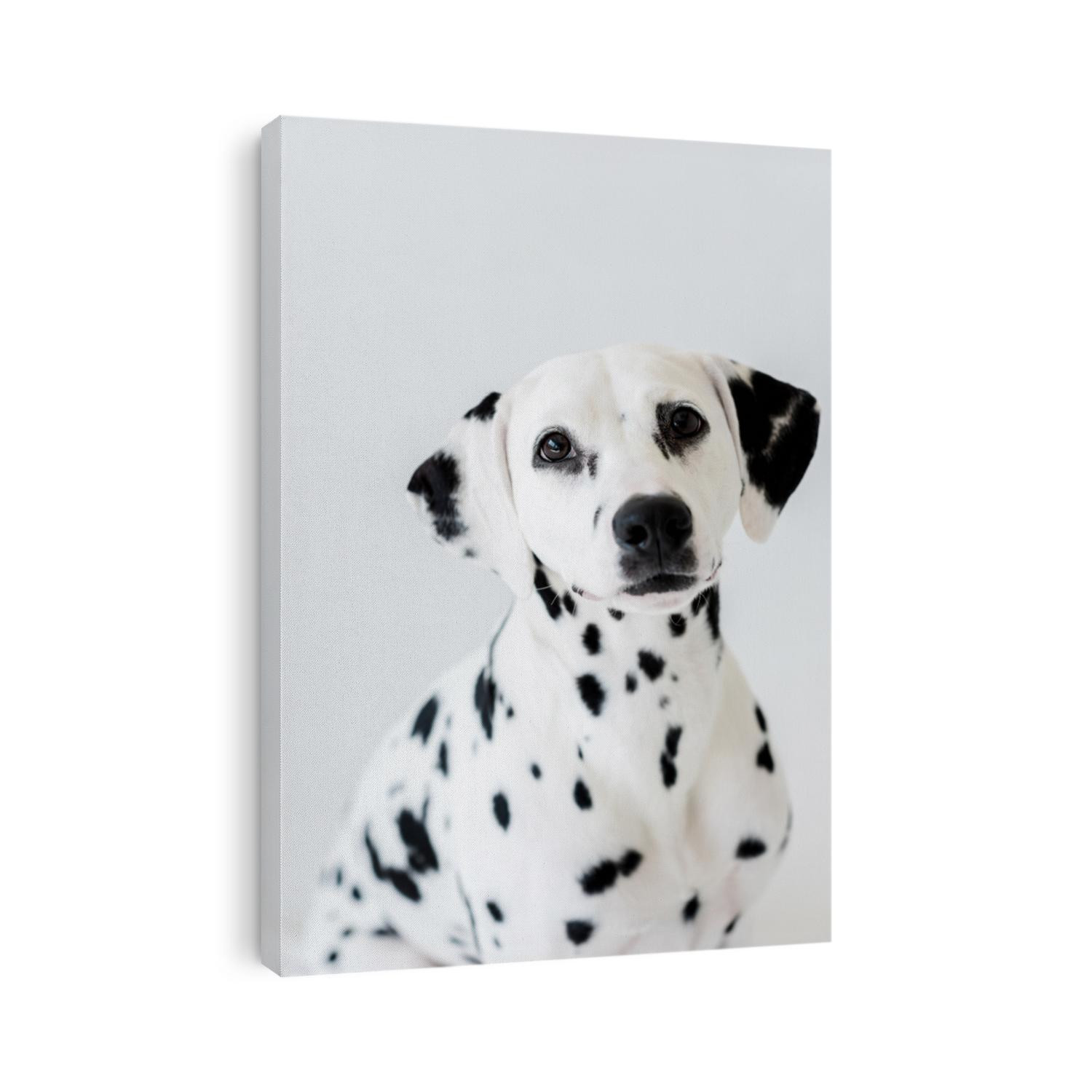 one cute dalmatian dog isolated on white