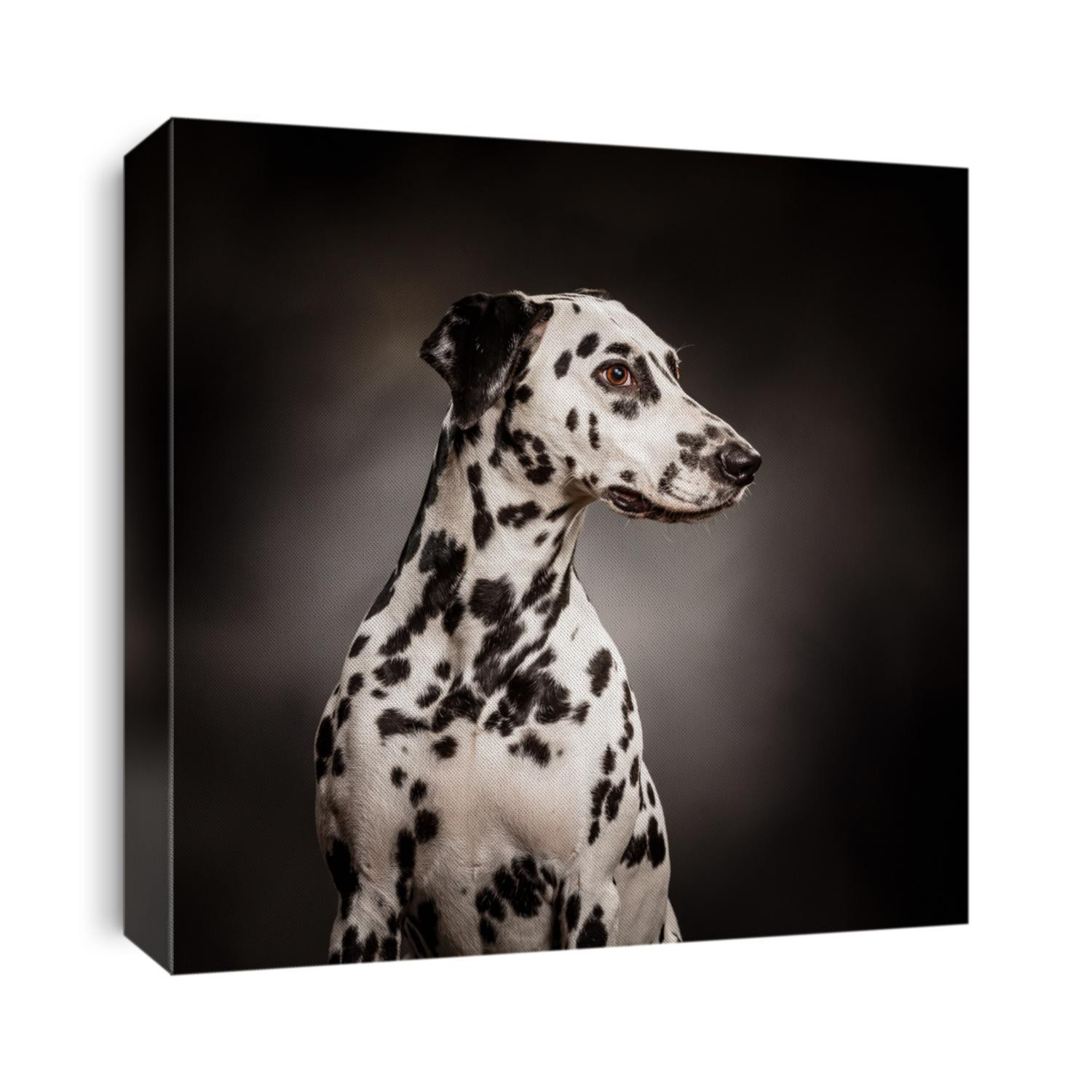 Black and white dalmatian on a dark grey background