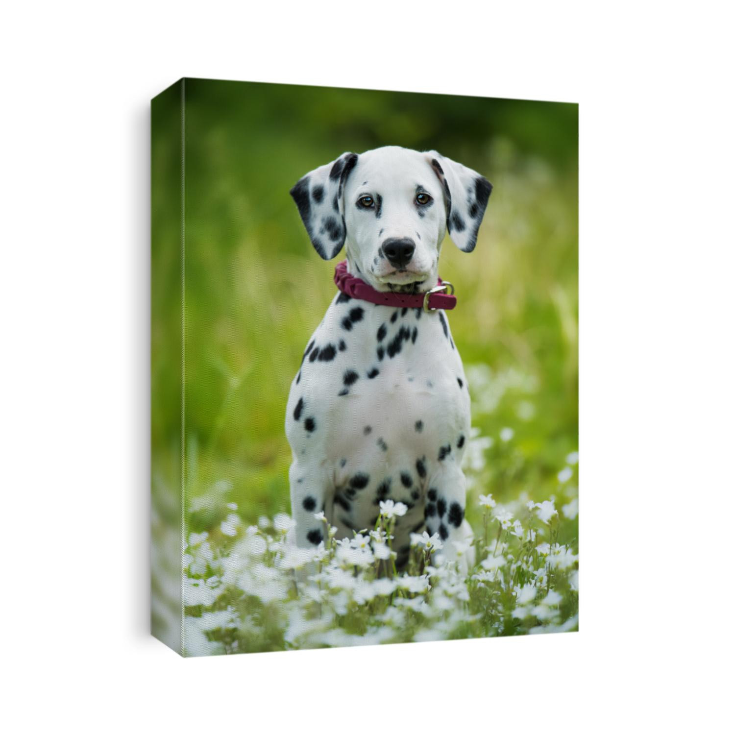 Dalmatian puppy sitting in a flower meadow