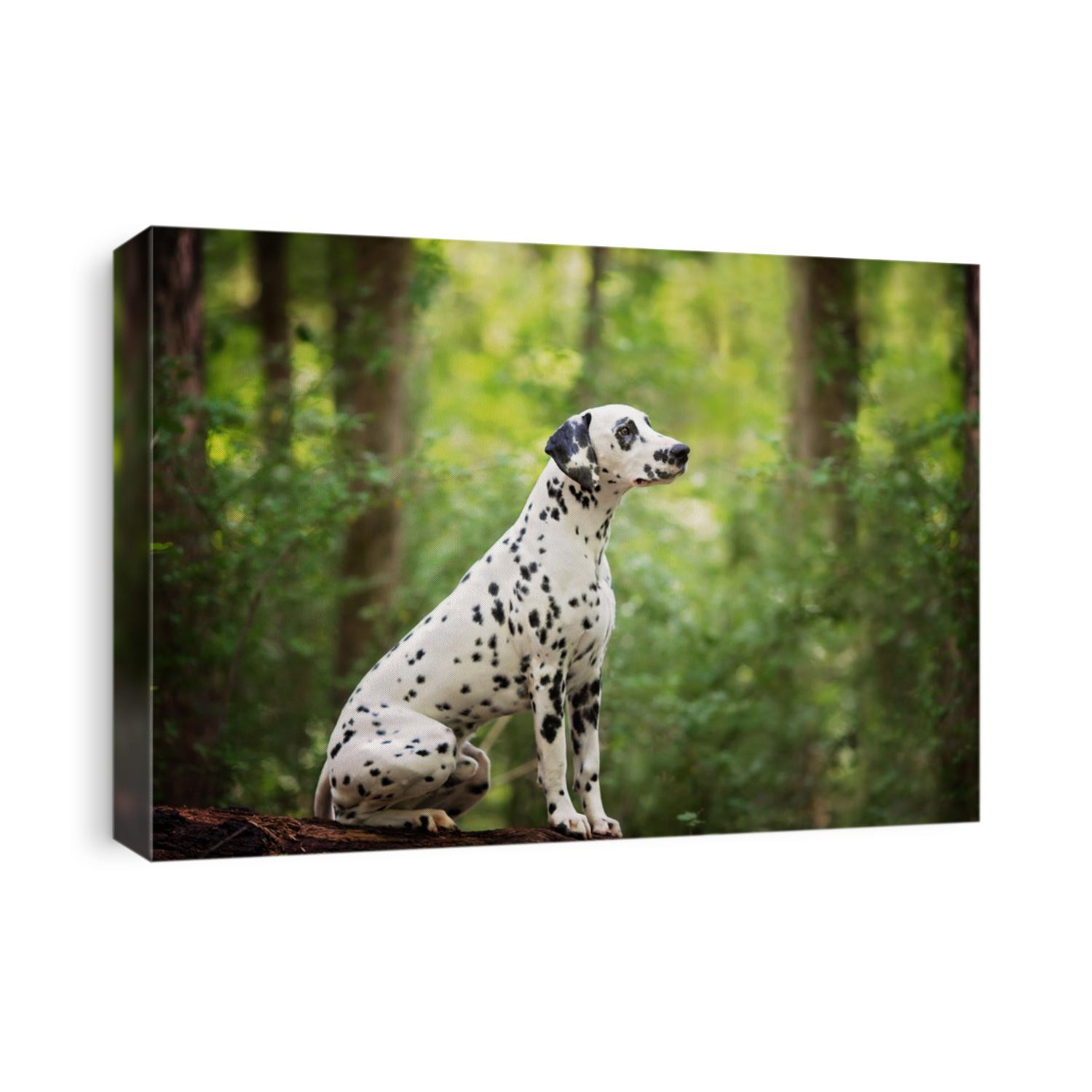 Dalmatian Dog Outdoors in the Woods