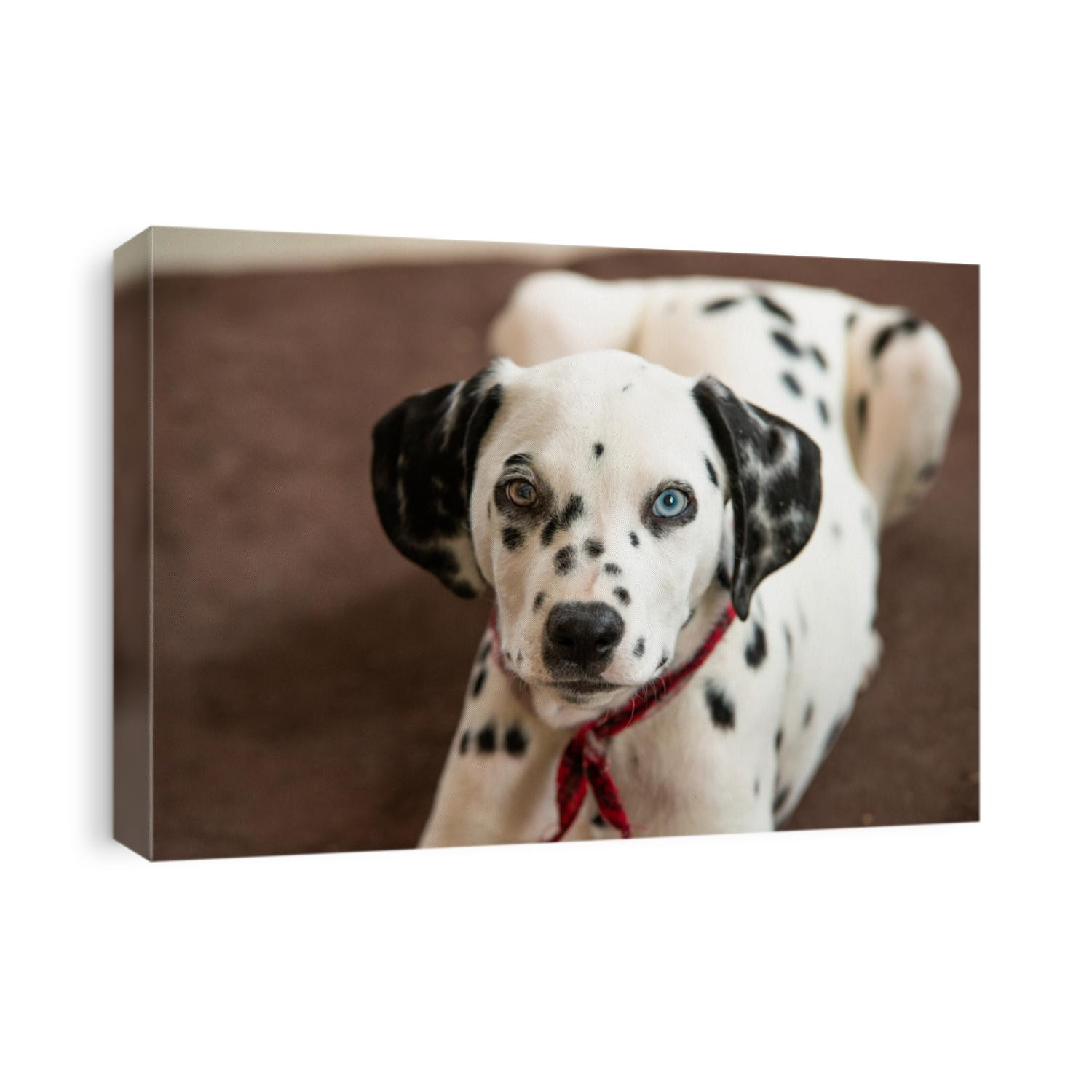 Black and White dalmatian puppy with one blue eye