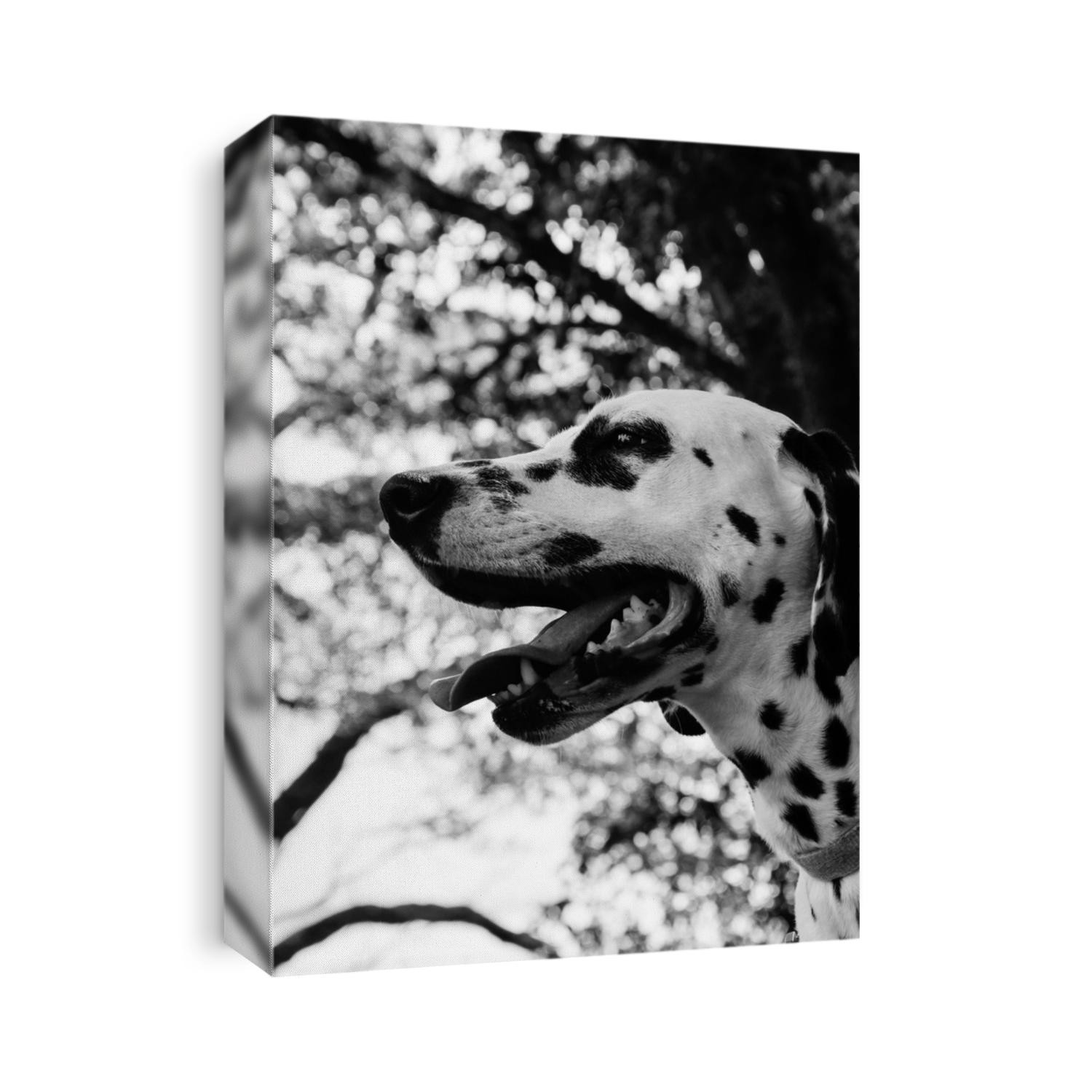 Dalmation dog in good and charming look.