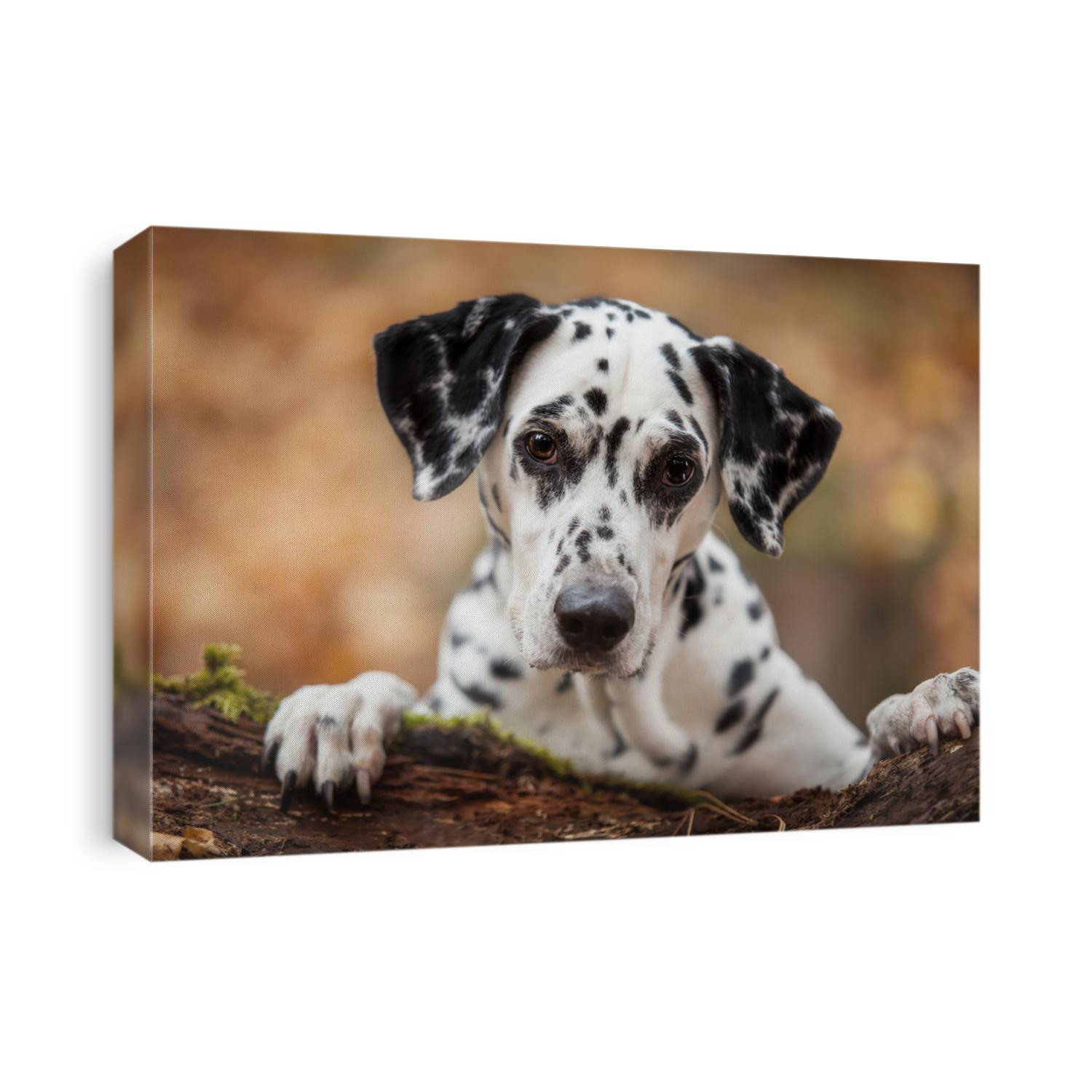 Beautiful Dalmatian dog and autumn time