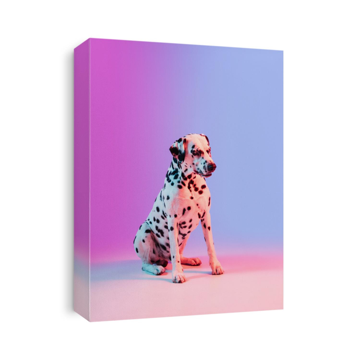Beautiful big Dalmatian isolated on gradient pink blue background in neon light.