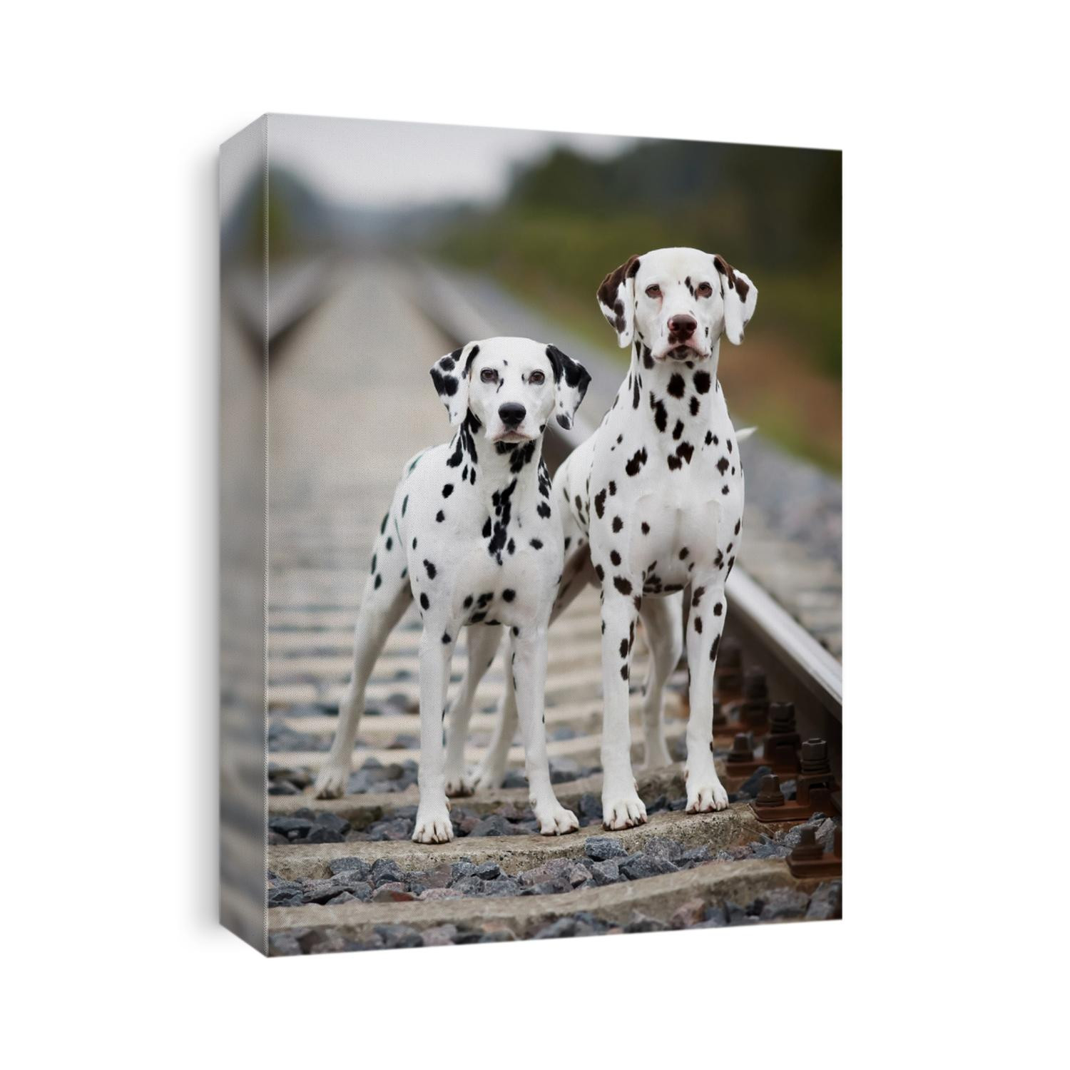 dalmatians on the railway tracks